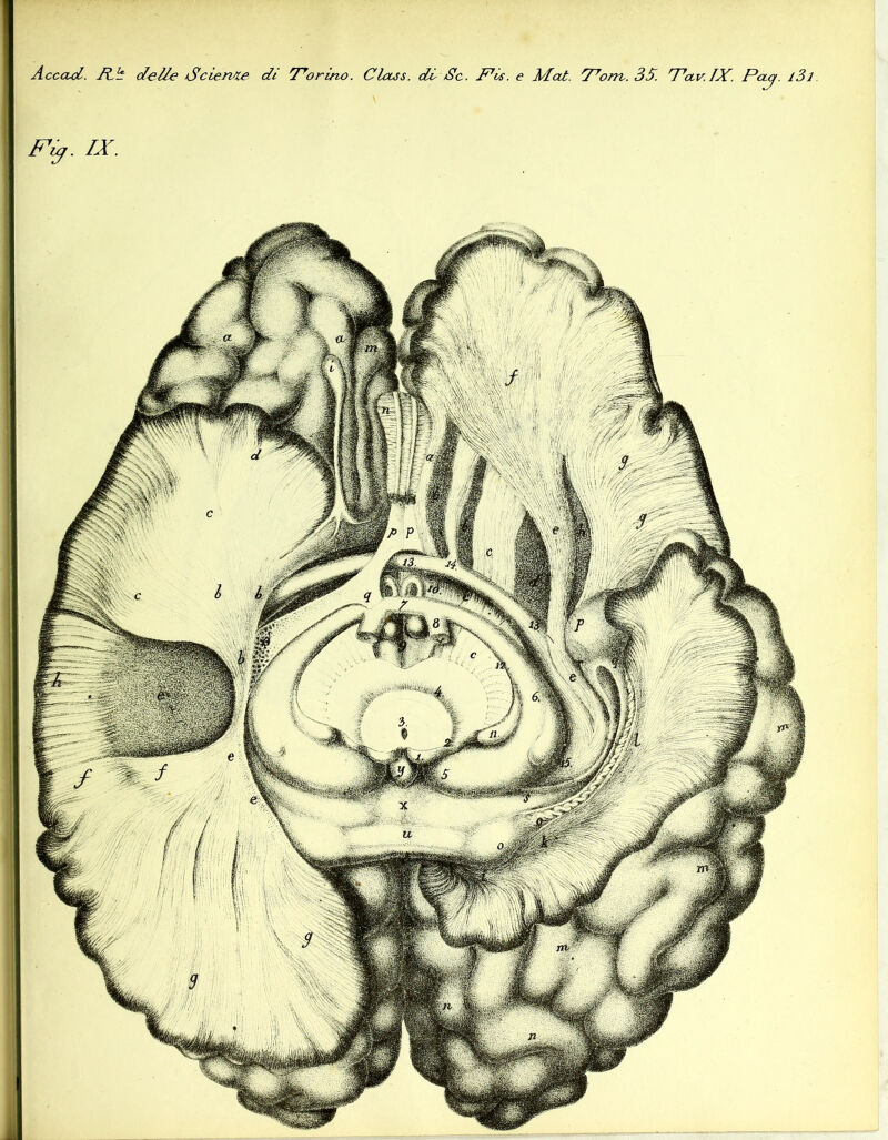 Accad. Itb delle Scieme di T^orìno. CUtss. di Se. iFis. e Mot. Fom-. 3S. T'a.v.IX. P<^J- ^3l n ^ ■