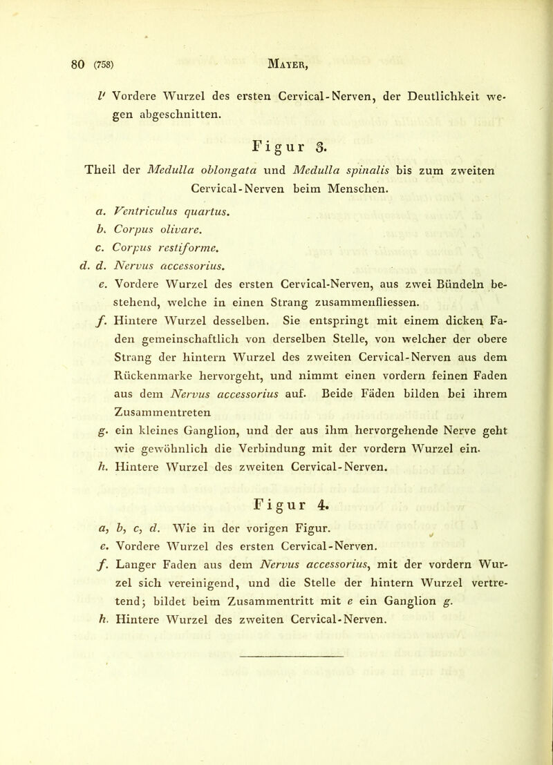 V Vordere Wurzel des ersten Cervical-Nerven, der Deutlichkeit we- gen abgeschnitten. Figur 3. Theil der Medulla oblongata und Medulla spinalis bis zum zweiten Cervical-Nerven beim Menschen. a. Ventriculus quartus. b. Corpus olivare. c. Corpus restiforme„ d. d. Nervus accessorius. e. Vordere Wurzel des ersten Cervical-Nerven, aus zwei Bündeln be- stehend, welche in einen Strang zusammenfliessen. f. Hintere Wurzel desselben. Sie entspringt mit einem dicken Fa- den gemeinschaftlich von derselben Stelle, von welcher der obere Strang der hintern Wurzel des zweiten Cervical-Nerven aus dem Rückenmarke hervorgeht, und nimmt einen vordem feinen Faden aus dem Nervus accessorius auf. Beide Fäden bilden bei ihrem Zusammentreten g. ein kleines Ganglion, und der aus ihm hervorgehende Nerve geht wie gewöhnlich die Verbindung mit der vordem Wurzel ein. h. Hintere Wurzel des zweiten Cervical-Nerven. Figur 4. a, b, c, d. Wie in der vorigen Figur. e. Vordere Wurzel des ersten Cervical-Nerven. f. Langer Faden aus dem Nervus accessorius, mit der vordem Wur- zel sich vereinigend, und die Stelle der hintern Wurzel vertre- tend) bildet beim Zusammentritt mit e ein Ganglion g. h. Hintere Wurzel des zweiten Cervical-Nerven.