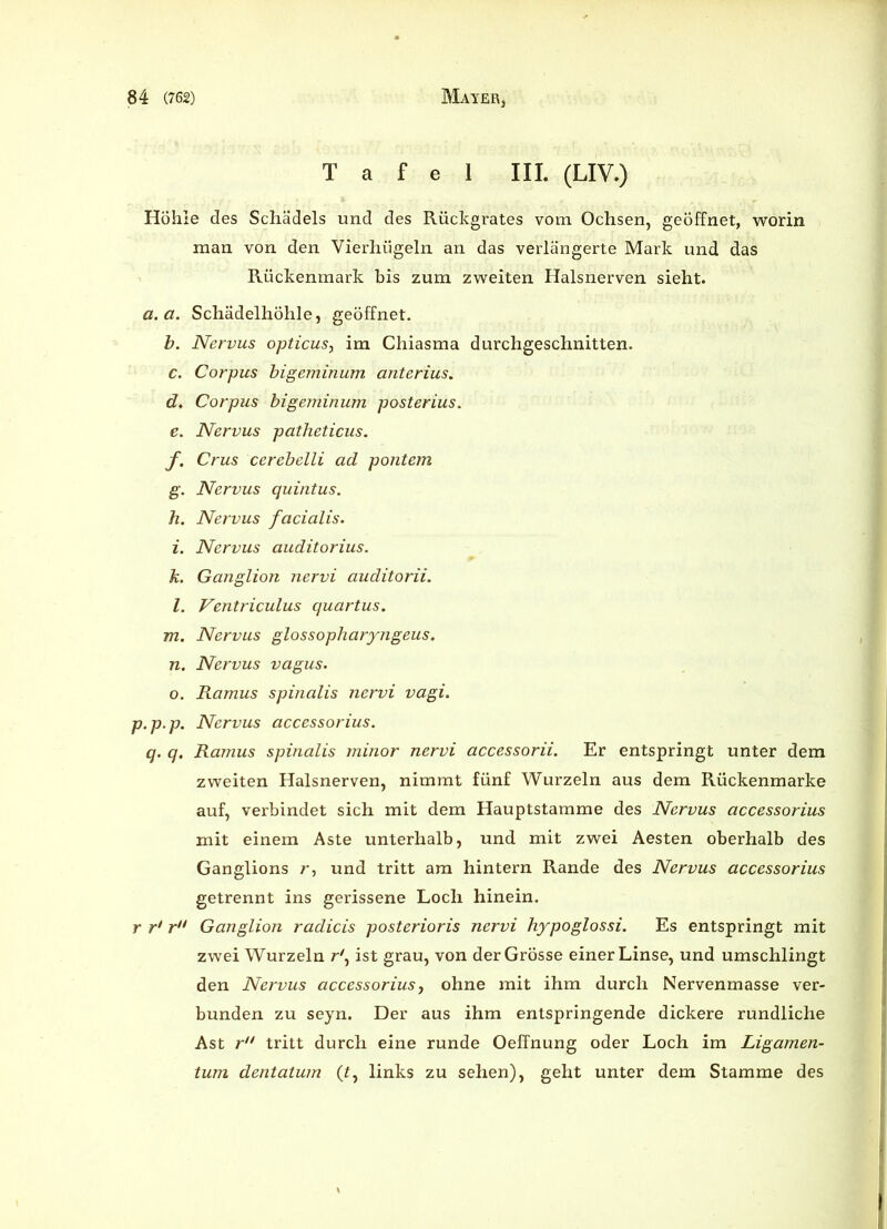 Tafel III. (LIV.) Höhle des Schädels und des Rückgrates vom Ochsen, geöffnet, worin man von den Yierhügeln an das verlängerte Mark und das Rückenmark bis zum zweiten Halsnerven sieht. a.a. Schädelhöhle, geöffnet. b. Nervus opticusy im Chiasma durchgeschnitten. c. Corpus bigeminum anterius. d. Corpus bigeminum posterius. e. Nervus patheticus. f. Crus cerebelli ad pontem g. Nervus quintus. h. Nervus facialis. i. Nervus auditorius. k. Ganglion nervi auditorii. l. Ventriculus quartus. m. Nervus glossopharyngeus. n. Nervus vagus. o. Ramus spinalis nervi vagi. p.p.p. Nervus accessorius. q. q. Ramus spinalis minor nervi accessorii. Er entspringt unter dem zweiten Halsnerven, nimmt fünf Wurzeln aus dem Rückenmarke auf, verbindet sich mit dem Hauptstamme des Nervus accessorius mit einem Aste unterhalb, und mit zwei Aesten oberhalb des Ganglions r, und tritt am hintern Rande des Nervus accessorius getrennt ins gerissene Loch hinein. r r' ru Ganglion radicis posterioris nervi hypoglossi. Es entspringt mit zwei Wurzeln r', ist grau, von der Grösse einer Linse, und umschlingt den Nervus accessorius, ohne mit ihm durch Nervenmasse ver- bunden zu seyn. Der aus ihm entspringende dickere rundliche Ast r tritt durch eine runde Oeffnung oder Loch im Ligamen- tum dentatum (£, links zu sehen), geht unter dem Stamme des