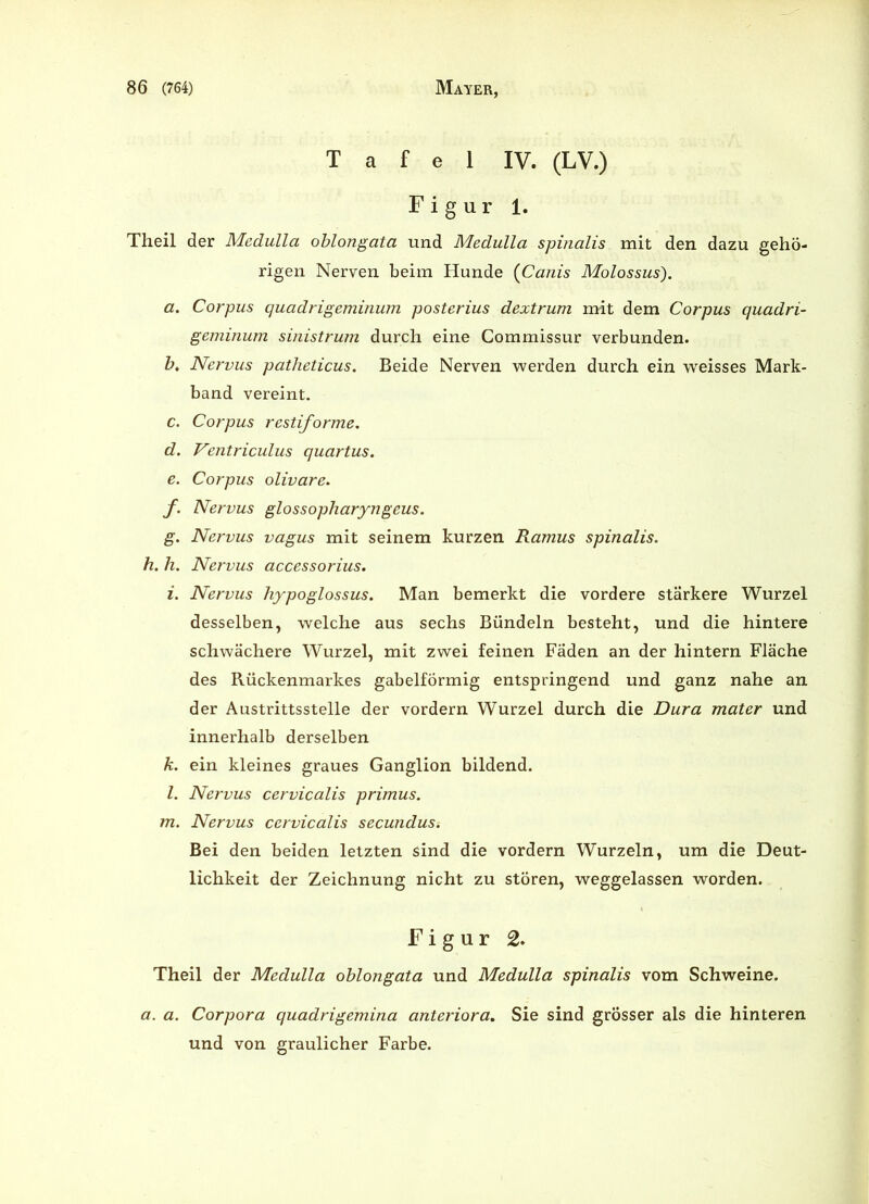 Tafel IV. (LV.) Figur 1. Theil der Medulla oblongata und Medulla spinalis mit den dazu gehö- rigen Nerven beim Hunde (Canis Molossus). a. Corpus quadrigeminum posterius dextrum mit dem Corpus quadri- geminum sinistrum durch eine Commissur verbunden. b. Nervus patheticus. Beide Nerven werden durch ein weisses Mark- band vereint. c. Corpus restiforme. d. Ventricülus quartus. e. Corpus olivare. f. Nervus glossopharyngeus. g. Nervus vagus mit seinem kurzen Ramus spinalis. h. h. Nervus accessorius. i. Nervus hypoglossus. Man bemerkt die vordere stärkere Wurzel desselben, welche aus sechs Bündeln besteht, und die hintere schwächere Wurzel, mit zwei feinen Fäden an der hintern Fläche des Rückenmarkes gabelförmig entspringend und ganz nahe an der Austrittsstelle der vordem Wurzel durch die Dura mater und innerhalb derselben k. ein kleines graues Ganglion bildend. l. Nervus cervicalis primus. m. Nervus cervicalis secundus. Bei den beiden letzten sind die vordem Wurzeln, um die Deut- lichkeit der Zeichnung nicht zu stören, weggelassen worden. Figur 2. Theil der Medulla oblongata und Medulla spinalis vom Schweine. a. a. Corpora quadrigemina anteriora. Sie sind grösser als die hinteren und von graulicher Farbe.