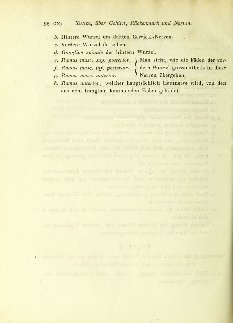 b. Hintere Wurzel des dritten Cervical-Nerven. c. Vordere Wurzel desselben. d. Ganglion spinale der hintern Wurzel. e. Ramus musc. sup. posterior. \ Man sieht, wie die Fäden der vor- f. Ramus musc. inf. posterior. / dern Wurzel grosstentheils in diese g. Ramus musc. anterior. / Nerven übergehen. h. Ramus anterior, welcher hauptsächlich Hautnerve wird, von den aus dem Ganglion kommenden Fäden gebildet.