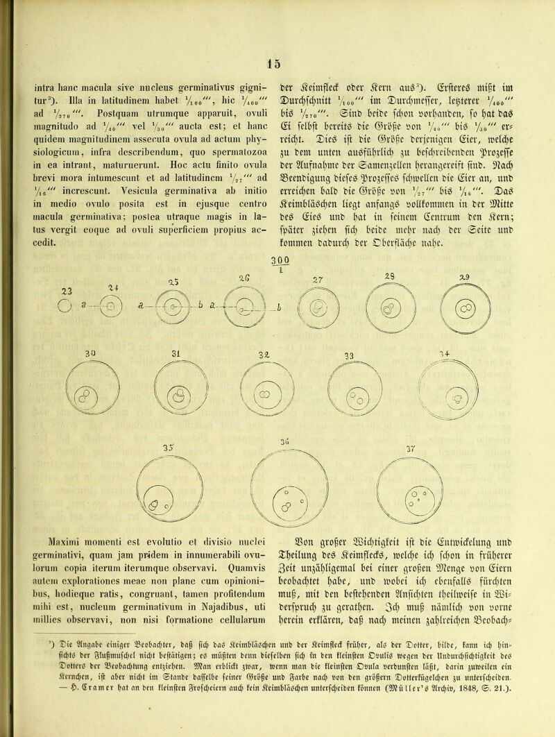 intra lianc macula sive niicleiis germinativus gigni- tur®). lila in latituclinem habet Vioo^'S liic 7400' ad VaTo'- Postquam utrumque apparuit, ovuli magnitudo ad '/.o''' vel Tio''' aucta est; et hanc quidem magnituclinem assecuta oviila ad actum phy- siologicum, infra describendum, quo spermatozoa in ea intrant, maturuerunt. Hoc actu finito ovula brevi mora intumescunt et ad latitudincm Ya?' ad ’/ic' increscunt. Vesicnla gerininaliva ab initio in medio ovulo posita est in ejusque centro macula germinativa; postea utraque magis in la- tus vergit eoque ad ovuli superficiem propius ac- cedit. ber jlctmflecf ober ^evn auS’). (Jrftereö tnift tm Sur^ifc^mtt Yioo“' ün ©urcfpneffev, letzterer 'Yoo' Hö y^To'- ®tnb beibe fd)on oorl^mtbcn, fo ba0 (?t felbft bereite bie @rö^e oon ’Y,/ b(ö 'Yo' er# reicht. 3)teg {ft bie ©rbfe berienigen (£{er, it)eld)e jit bem unten anöfüfirttcb jn befd)retbenben ^rojejfe ber Stnfna^me ber ©amenjellen lierangereift ftnb. 53eenbtgung btefed ^rojeffed fdnoellen bie ©er an, unb erreichen balb bie ©rope oon Yt' bid Ye'. ®ad £eitnbiäöc^en liegt anfangs oolifoininen in ber Sl'iitte bed Sied unb tn feinem Sentrum ben ^ern; fpäter jiei)en fid; beibe mebr nad) ber 0eite unb fommen baburd; ber Cberftäd^e na(;e. 300 Maximi momenti est evolutio et divisio nuclei germinativi, quam jam pridem in innumerabili ovu- lorum copia iterum iterumque observavi. Ouamvis autem explorationes meae non plane cum opinioni- bus, bodieque ratis, congruant, tarnen profitendum mihi est, nucleum germinativum in Najadibus, uti millies observavi, non nisi formatione cellularum S5on grofer 3Bid;tigf'eit ift bie ©ntmicfelnng unb St^eilnng be0 j^'eimfledd, meld;e id; fd^on in frnl^erer 3eit unjä^ligemal bei einer grofen fWenge oon ©ern beoba^tet l^abe, unb wobei id; ebenfalls fltrd;ten muf, mit ben beftel^enben 2inftd;ten tbeiimeife in 2öi# berfprnd) ju gerätsen. 3d; mnf ndmlidt oon oorne t)erein erflären, baf nad; meinen jaf)lreid;en SSeobod;# ■’) Die 3lngabe einiger Sßeobnt^ter, bap fici) baö Äcimblaß^en imb ber iieimfied friipcr, als ber Detter, bitbc, fnmt icp pin» fidits ber glupmufdjel nid)t beftatigen; cß miipten beim biefclben ftd; in ben fleinften Dbuliß teegen ber Unburdfidldflfeit beß Dotterß ber 23eobnd)tung entjieben. 33?nn erbtidt jlenr, wenn man bie Heinften Dönla berbnnften löpt, barin jutneilcn ein Äerndien, ijt aber nid)t int ®tanbe baffelbe feiner ©riipe unb Sarbe naep ben ben gröpern Dettertügeld)en ju unterfdieiben. — !>. Srnnier bat an ben fleinften grofd)cicrn and) fein Äeimbläßcbcn unterfdieiben tonnen (OTüller’ß 3trd)iö, 1848, ®. 21.)-