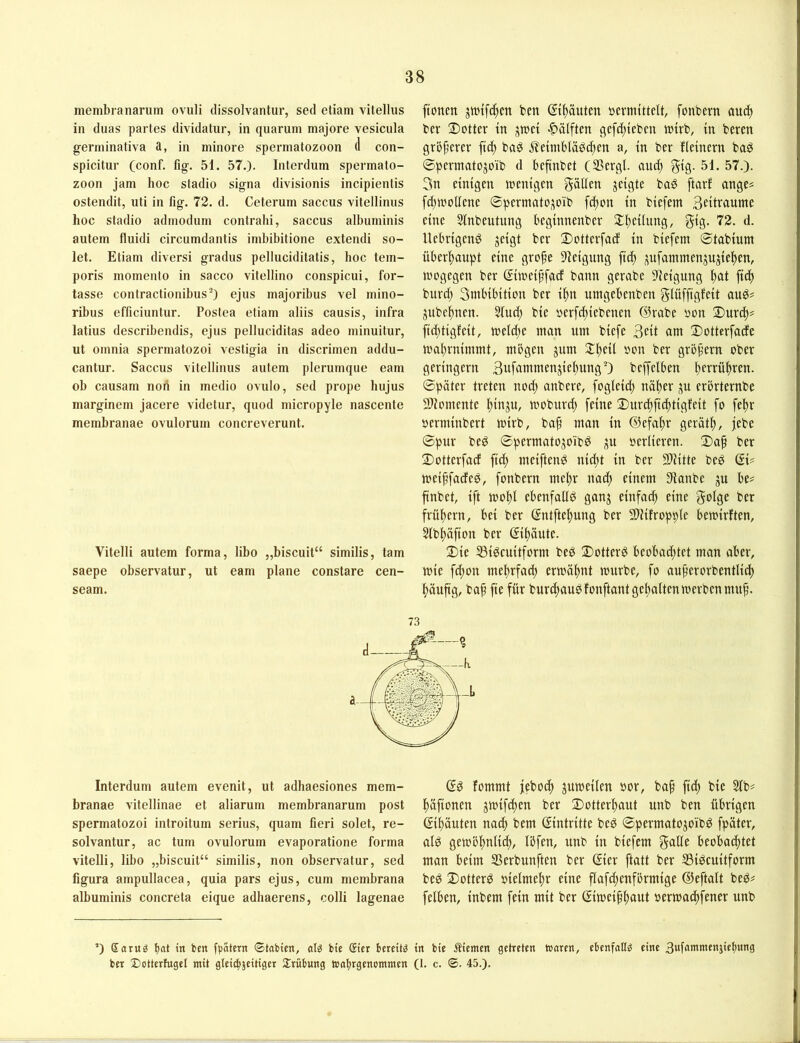 membranarum ovuli dissolvantur, sed etiam vitellus in duas partes dividatur, in quarum majore vesicula gerniinativa a, in minore Spermatozoon tl con- spicitur (conf. fig. 51. 57.). Interdum Spermato- zoon jam hoc stadio signa divisionis incipientis ostendit, uti in fig. 72. d. Ceterum saccus vitelliniis hoc stadio admodiim contrahi, saccus albuminis autern fluidi circumdantis imbibitione extendi se- iet. Etiam diversi gradus pelluciditatis, hoc tem- poris momenlo in sacco vitellino conspicui, for- tasse contractionibus^) ejus majoribus vel mino- ribus efficiuntur. Postea etiam aliis causis, infra latius describendis, ejus pelluciditas adeo minuitur, ut omnia spermatozoi vestigia in discrimen addu- cantur. Saccus vitellinus autem plerumque eam ob causam non in medio ovulo, sed prope hujus marginem jacere videtur, quod micropyle nascente membranae ovulorum concreverunt. Vitelli autem forma, libo „biseuit“ similis, tarn saepe observatur, ut eam plane constare cen- seam. ftonen jirtfc^en ben ©f)äuten permtttelt, fonbern aud) ber 2)otter in j^wei -^älftm gc[d)icbcn tutrb, in beten größerer fid) baö jleimbläödten a, in ber fleinern baö ©permatojoib d befinbet (SSergl. auc^ gtg. 51. 57.). 3n einigen tt)enigen gälten jeigte bag ftarf ange? fdjn'oUenc ©permato,^o'ib f^on in biefem Beitratime eine Slnbeutung beginnenber 2:i)eihing, gig. 72. d. Uebrigenö jeigt ber 2)ottevfad in biefem ©tabium überhaupt eine grofe 91eigung ftd) j^ufammenjnjie^en, wogegen ber ©weiffad bann gerabe Steigung ^at fttf) burd) Smbibition ber i^n umgebenben glüfftgfeit au€^ jubeltnen. 5lud; bie oerfdtiebenen ®rabe oon 3)ur^? ftd;tigfeit, weld;e man um biefe 3^1 ötn Sotterfade mal)rnimmt, mbgen jum X^eii oon ber gröfern ober geringem BttfantmenjieltungO beffelben i)errüf)ren. ©päter treten nod) anbere, fogleid) näl)er erörternbe 5)Jomente Itinju, woburd) feine 2)nrc^ftc|tigfeit fo feljr oerminbert wirb, bap man in ©efa^r gerätl), jebe ©pur beö ©permatojoib^ ju verlieren. 2)ap ber 2)otterfad fid) meiften^ nid)t in ber 9)iitte beö QU weiffadeö, fonbern me^r nad) einem 9ianbe ju be# ftnbet, ift wol)I ebenfalls gang einfach eine golge ber früi^ern, bei ber (Jntftel^ung ber 3)Jifropple bewirften, 5lbl)äfton ber (5il)äute. 2)ie SBigeuitform beb 3)otterb beobad)tet man aber, wie fd)on me^rfad) ermähnt mürbe, fo aujjerorbentlid) l^äuftg, baf fte für burcl)aubfonftantgel)aItenmerbenmu^. Interdum autem evenit, ut adhaesiones mem- branae vitellinae et aliarum membranarum post spermatozoi introitum serius, quam fieri solet, re- solvantur, ac tum ovulorum evaporatione forma vitelli, libo „biseuit“ similis, non observatur, sed figura ampullacea, quia pars ejus, cum membrana albuminis concreta eique adhaerens, colli lagenae fommt jebod) jumeilen bor, bap fid; bie 3lb# päfionen gmiflpen ber 2)otterpaut unb ben übrigen ßipäuten nad) bem (Eintritte beb ©permatogoibb fpäter, alb gemöpnlid), Ibfen, unb in biefem galle beobachtet man beim SSerbunften ber gier ftatt ber ^ßibeuitform beb 2)otterb bielmepr eine flafd)enfbrmige ©eftalt beb# felben, inbem fein mit ber ©imeiphaut bermaepfener unb ’) Sorug b®t in ben [patern ©tabien, alö bte Sier bereite in bie stiemen getreten traten, ebenfntlg eine 3«f^uanienjiebung ber Sctterfugel mit gleic|jeitigcr Sirubung trobrgenemmen (1. c. @. 45.).