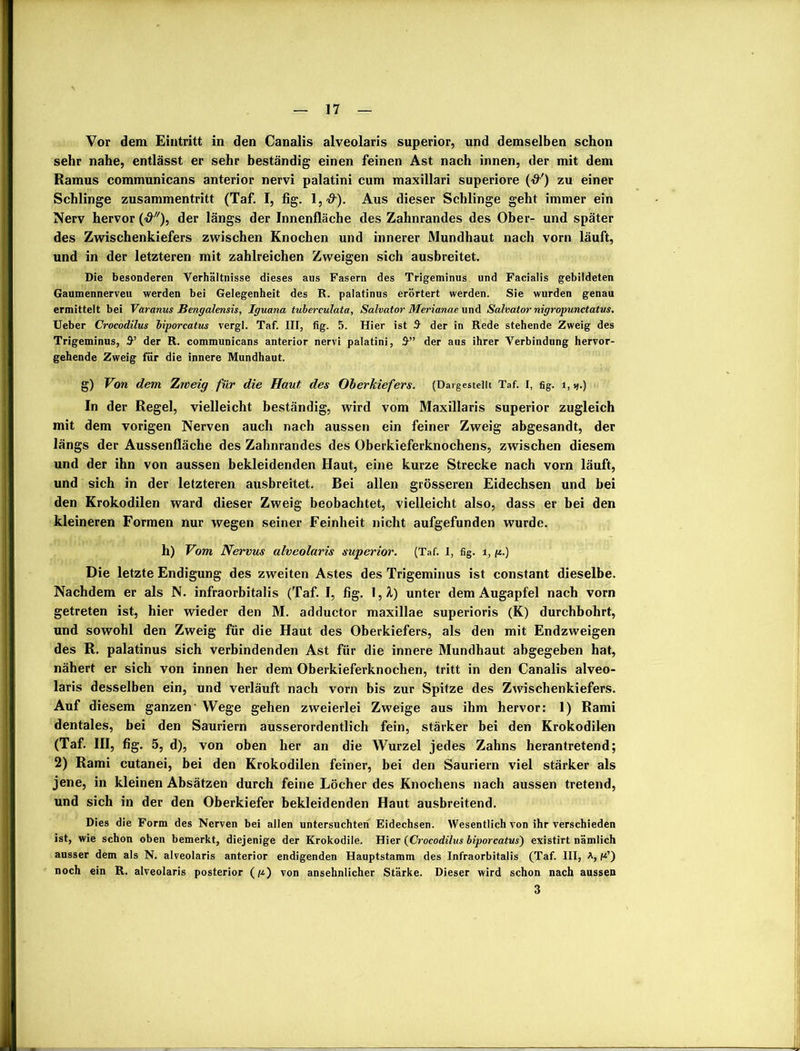 Vor dem Eintritt in den Canalis alveolaris superior, und demselben schon sehr nahe, entlässt er sehr beständig einen feinen Ast nach innen, der mit dem Ramus communicans anterior nervi palatini cum maxillari superiore (&') zu einer Schlinge Zusammentritt (Taf. I, fig. l,#). Aus dieser Schlinge geht immer ein Nerv hervor ('öy/)> der längs der Innenfläche des Zahnrandes des Ober- und später des Zwischenkiefers zwischen Knochen und innerer Mundhaut nach vorn läuft, und in der letzteren mit zahlreichen Zweigen sich ausbreitet. Die besonderen Verhältnisse dieses aus Fasern des Trigeminus und Facialis gebildeten Gaumennerveu werden bei Gelegenheit des R. palatinus erörtert werden. Sie wurden genau ermittelt bei Varanus Bengalensis, Iguana tuberculata, Salvator Merianae und Salvator nigropunctatus. Ueber Crocodilus biporcatus vergl. Taf. III, fig. 5. Hier ist $• der in Rede stehende Zweig des Trigeminus, 5’ der R. communicans anterior nervi palatini, 5” der aus ihrer Verbindung hervor- gehende Zweig für die innere Mundhaut. g) Von dem Zweig für die Haut, des Oberkiefers. (Dargestellt Taf. I, fig. i, *j.) In der Regel, vielleicht beständig, wird vom Maxillaris superior zugleich mit dem vorigen Nerven auch nach aussen ein feiner Zweig abgesandt, der längs der Aussenfläche des Zahnrandes des Oberkieferknochens, zwischen diesem und der ihn von aussen bekleidenden Haut, eine kurze Strecke nach vorn läuft, und sich in der letzteren ausbreitet. Bei allen grösseren Eidechsen und bei den Krokodilen ward dieser Zweig beobachtet, vielleicht also, dass er bei den kleineren Formen nur wegen seiner Feinheit nicht aufgefunden wurde. h) Vom Nervus alveolaris superior. (Taf. I, fig. i, p.) Die letzte Endigung des zweiten Astes des Trigeminus ist constant dieselbe. Nachdem er als N. infraorbitalis (Taf. I, fig. 1,Ä) unter dem Augapfel nach vorn getreten ist, hier wieder den M. adductor maxillae superioris (K) durchbohrt, und sowohl den Zweig für die Haut des Oberkiefers, als den mit Endzweigen des R. palatinus sich verbindenden Ast für die innere Mundhaut abgegeben hat, nähert er sich von innen her dem Oberkieferknochen, tritt in den Canalis alveo- laris desselben ein, und verläuft nach vorn bis zur Spitze des Zwischenkiefers. Auf diesem ganzen' Wege gehen zweierlei Zweige aus ihm hervor: 1) Rami dentales, bei den Sauriern ausserordentlich fein, stärker bei den Krokodilen (Taf. III, fig. 5, d), von oben her an die Wurzel jedes Zahns herantretend; 2) Rami cutanei, bei den Krokodilen feiner, bei den Sauriern viel stärker als jene, in kleinen Absätzen durch feine Löcher des Knochens nach aussen tretend, und sich in der den Oberkiefer bekleidenden Haut ausbreitend. Dies die Form des Nerven bei allen untersuchten Eidechsen. Wesentlich von ihr verschieden ist, wie schon oben bemerkt, diejenige der Krokodile. Hier (Crocodilus biporcatus) existirt nämlich ausser dem als N. alveolaris anterior endigenden Hauptstamm des Infraorbitalis (Taf. III, A, H’) noch ein R. alveolaris posterior (p) von ansehnlicher Stärke. Dieser wird schon nach aussen 3