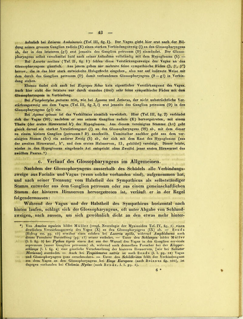 Aehnlich bei Istiurus Amboinensis (Taf. III, fig. 1). Der Vagus giebt hier erst nach der Bil- dung seines grossen Ganglion radicis (E) einen starken Verbindungszweig (I) an den Glossopharyngeus ab, der in den letzteren (gl) erst jenseits des Ganglion petrosum (D) einmündet. Der Glosso- pharyngeus selbst verschmilzt bald nach seiner Aufnahme vollständig mit dem Hypoglossus (h). — Bei Lacerta ocellata (Taf. II, fig. 1) fehlen diese Verstärkungszweige des Vagus an den Glossopharyngeus gänzlich. Aus jenem gehen nur mehrere feine sympathische Fäden (ß, ß’, ß”) hervor, die in das hier stark entwickelte Halsgeflecht eingehen, also nur auf indirecte Weise mit dem durch das Ganglion petrosum (D) damit verbundenen Glossopharyngeus (9 — gl) in Verbin- dung stehen. Ebenso findet sich auch bei Euprepes Sebae kein eigentlicher Verstärkungsast des Vagus. Auch hier steht der letztere nur durch einzelne (drei) sehr feine sympathische Fäden mit dem Glossopharyngeus in Verbindung. Bei Platydactylus guttatus tritt, wie bei Iguana und Istiurus, der nicht unbeträchtliche Ver- stärkungszweig aus dem Vagus (Taf. III, fig. 3,1) erst jenseits des Ganglion petrosum (D) in den Glossopharyngeus (gl) ein. Bei Agama spinosa ist das Verhältnis ziemlich verwickelt. Hier (Taf. III, fig. 2) verbindet sich der Vagus (10), nachdem er aus seinem Ganglion radicis (E) hervorgetreten, mit einem Theile (der ersten Hirnwurzel h’) des Hypoglossus. Aus diesem vereinigten Stamme (hv) geht gleich darauf ein starker Verstärkungsast (1), an den Glossopharyngeus (99) ab, mit dem dieser zu einem kleinen Ganglion (petrosum? D) anschwillt. Unmittelbar nachher geht aus dem ver- einigten Stamm (hv) ein anderer Zweig (h) ab, der sich mit dem Rest des Hypoglossus (aus der zweiten Hirnwurzel, h”, und dem ersten Halsnerven, 13, gebildet) vereinigt. Dieser letzte* wieder in den Hypoglossus eingehende Ast entspricht ohne Zweifel jener ersten Hirnwurzel des zwölften Paares. *) c. Verlauf des Glossopharyngeus im Allgemeinen. Nachdem der Glossopharyngeus ausserhalb des Schädels alle Verbindungs- zweige aus Facialis und Vagus (wenn solche vorhanden sind), aufgenommen hat, und nach seiner Trennung vom Halstheil des Sympathicus als selbstständiger Stamm entweder aus dem Ganglion petrosum oder aus einem gemeinschaftlichen Stamm der hinteren Hirnnerven hervorgetreten ist, verläuft er in der Regel folgen dermassen: Während der Vagus und der Halstheil des Sympathicus horizontal nach hinten laufen, schlägt sich der Glossopharyngeus, oft unter Abgabe von Schlund- zweigen, nach aussen, um sich gewöhnlich dicht an den etwas mehr hinter- *) Von Ameiva teguixin bildet Müller (vergl. Neurologie der Myxinoiden Taf. IV, fig. 5). einen deutlichen Verstärkuugszweig des Vagus (X) an den Glossopharyngeus (IX) ab. — Ben dz (Bidrag etc. pg. 13) erwähnt eines solchen bei Lacerta agilis, während Amphisbaena nach dieses Forschers Darstellung (pg. 17) seiner entbehrt. — Unter den Schlangen bildet Müller (1. 1. fig. 3) bei Python tigris einen Ast aus der Wurzel des Vagus in das Ganglion cervicale supremum (unser Ganglion petrosum) ab, während nach demselben Forscher bei der Klapper- schlange (I. 1. fig. 4) eine gänzliche Verschmelzung der hinteren Hirnnerven, [wie bei Salvator Merianae] slaltfindet. — Auch bei Tropidonotus natrix ist nach Ben dz (1. 1. pg. 18) Vagus und Glossopharyngeus ganz verschmolzen. — Unter den Schildkröten fehlt der Verbiudungsast aus dem Vagus an den Glossopharyngeus bei Emys Europaea (nach Boianus fig. 105), ist dagegen vorhanden bei Chelonia Mydas (nach Bendz, 1. I. pg. 5). 6 *