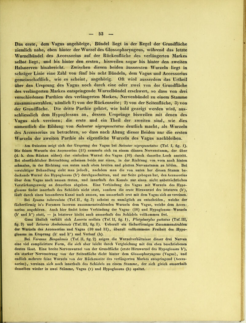 Das erste, dem Vagus angehörige, Bündel liegt in der Regel der Grundfläche ziemlich nahe, eben hinter der Wurzel des Glossopharyngeus, während das letzte Wurzelbündel des Accessorius auf der Rückenfläche des verlängerten Markes selbst liegt, und bis hinter den ersten, bisweilen sogar bis hinter den zweiten Halsnerven hinabreicht. Zwischen diesen beiden äussersten Wurzeln liegt in schräger Linie eine Zahl von fünf bis acht Bündeln, dem Vagus und AcceSsorius gemeinschaftlich, wie es scheint, angehörig. Oft wird ausserdem das Urtheil über den Ursprung des Vagus noch durch eine oder zwei von der Grundfläche des verlängerten Markes entspringende Wurzelbündel erschwert, so dass von drei verschiedenen Parthien des verlängerten Markes, Nervenbündel zu einem Stamme zusammenstrahlen, nämlich 1) von der Rückenseite; 2) von der Seitenfläche, 3) von der Grundfläche. Die dritte Parthie gehört, wie bald gezeigt werden wird, aus- schliesslich dem Hypoglossus an, dessen Ursprünge bisweilen mit denen des Vagus sich vereinen; die erste und ein Tlieil der zweiten sind, wie dies namentlich die Bildung von Salvator nigroyunctatus deutlich macht, als Wurzeln des Accessorius zu betrachten, so dass nach Abzug dieser Beiden nur die ersten Wurzeln der zweiten Parthie als eigentliche Wurzeln des Vagus nachbleiben. Am freiesten zeigt sich der Ursprung des Vagus bei Salvator nigropunctatus (Taf. I, fig. I). Die feinen Wurzeln des Accessorius (tl) sammeln sich zu einem dünnen Nervenstamm, der über (d. h. dem Rücken näher) der einfachen Wurzel des Vagus (10) durch dasselbe Loch austritt. Bei oberflächlicher Betrachtung scheinen beide nur einen, in der Richtung von vorn nach hinten schmalen, in der Richtung von unten nach oben breiten und platten Nervenstamm zu bilden. Bei vorsichtiger Behandlung sieht man jedoch, nachdem man die von unten her diesen Stamm be- deckende Wurzel des Hypoglossus (h’) durchgeschnitten, und zur Seite gebogen hat, den Accessorius über dem Vagus nach aussen treten, und innerhalb des Kanals nur einen nicht unbeträchtlichen Verstärkungszweig an denselben abgeben. Eine Verbindung des Vagus mit Wurzeln des Hypo- glossus findet innerhalb des Schädels nicht statt, sondern die erste Hirnwurzel des letzteren (h’), läuft durch einen besonderen Kanal nach aussen, um ausserhalb erst mit dem Vagus sich zu vereinen. Bei Iguana tuberculata (Taf. II, fig. 3) scheint es unmöglich zu entscheiden, welche der fächerförmig in’s Foramen lacerum zusammenstrahlenden Wurzeln dem Vagus, welche dem Acces- sorius angehören. Auch hier findet keine Verbindung der Vagus- (10) und Hypoglossus-Wurzeln (h’ und h”) statt, — ja letzterer bleibt auch ausserhalb des Schädels vollkommen frei. Ganz ähnlich verhält sich Lacerla ocellata (Taf. II, fig. 1), Platydactylus guttatus (Taf. IU, fig. 3) und Istiurus Amboinensis (Taf. III, fig. 1). Ueberall ein fächerförmiges Zusammenstrahlen der Wurzeln des Accessorius und Vagus (10 und 11), überall vollkommene Freiheit des Hypo- glossus im Ursprung (h’ und h”) und Verlauf (h). Bei Varanus Bengalensis (Taf. II, fig. 2) zeigen die Wurzelverhältnisse dieser drei Nerven eine viel complicirtere Form, die sich aber leicht durch Vergleichung mit den eben beschriebenen deuten lässt. Eine breite Nervenwurzel von der Grundfläche (erste Hirnwurzel des Hypoglossus h’), ein starker Nervenstrang von der Seitenfläche dicht hinter dem Glossopharyngeus (Vagus), und endlich mehrere feine Wurzeln von der Rückenseite des verlängerten Markes entspringend (Acces- sorius), vereinen sich noch innerhalb des Schädels zu einem Stamme, der sich gleich ausserhalb desselben wieder in zwei Stämme, Vagus (v) und Hypoglossus (h) spaltet.