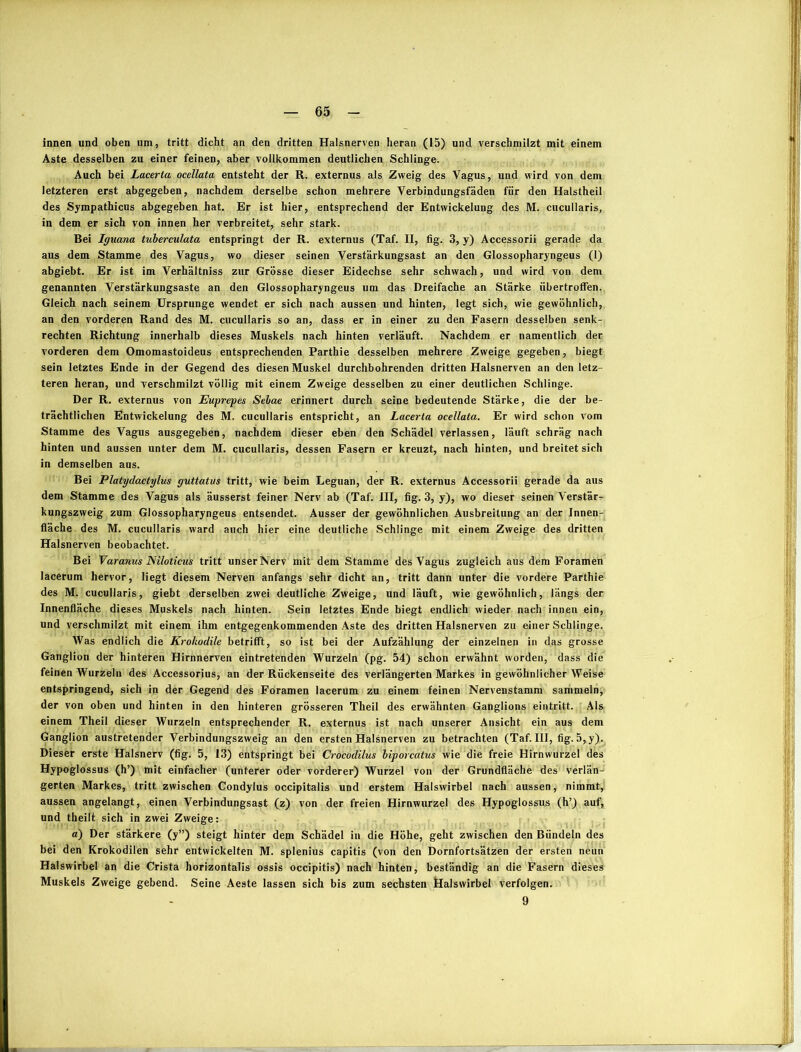 innen und oben um, tritt dicht an den dritten Halsnerven heran (15) und verschmilzt mit einem Aste desselben zu einer feinen, aber vollkommen deutlichen Schlinge. Auch bei Lacerla ocellata entsteht der R. externus als Zweig des Vagus, und wird von dem letzteren erst abgegeben, nachdem derselbe schon mehrere Verbindungsfäden für den Halstheil des Sympathicus abgegeben hat. Er ist hier, entsprechend der Entwickelung des M. cucullaris, in dem er sich von innen her verbreitet, sehr stark. Bei Iguana tuberculata entspringt der R. externus (Taf. II, fig. 3, y) Accessorii gerade da aus dem Stamme des Vagus, wo dieser seinen Verstärkungsast an den Glossopharyngeus (1) abgiebt. Er ist im Verhältniss zur Grösse dieser Eidechse sehr schwach, und wird von dem genannten Verstärkungsaste an den Glossopharyngeus um das Dreifache an Stärke iibertroffen. Gleich nach seinem Ursprünge wendet er sich nach aussen und hinten, legt sich, wie gewöhnlich, an den vorderen Rand des M. cucullaris so an, dass er in einer zu den Fasern desselben senk- rechten Richtung innerhalb dieses Muskels nach hinten verläuft. Nachdem er namentlich der vorderen dem Omomastoideus entsprechenden Parthie desselben mehrere Zweige gegeben, biegt sein letztes Ende in der Gegend des diesen Muskel durchbohrenden dritten Halsnerven an den letz- teren heran, und verschmilzt völlig mit einem Zweige desselben zu einer deutlichen Schlinge. Der R. externus von Euprepes Sebae erinnert durch seine bedeutende Stärke, die der be- trächtlichen Entwickelung des M. cucullaris entspricht, an Lacerta ocellata. Er wird schon vom Stamme des Vagus ausgegeben, nachdem dieser eben den Schädel verlassen, läuft schräg nach hinten und aussen unter dem M. cucullaris, dessen Fasern er kreuzt, nach hinten, und breitet sich in demselben aus. Bei Platydactylus guttatus tritt, wie beim Leguan, der R. externus Accessorii gerade da aus dem Stamme des Vagus als äusserst feiner Nerv ab (Taf. III, fig. 3, y), wo dieser seinen Verstär- kungszweig zum Glossopharyngeus entsendet. Ausser der gewöhnlichen Ausbreitung an der Innen- fläche des M. cucullaris ward auch hier eine deutliche Schlinge mit einem Zweige des dritten Halsnerven beobachtet. Bei Varanus Niloticus tritt unser Nerv mit dem Stamme des Vagus zugleich aus dem Foramen lacerum hervor, liegt diesem Nerven anfangs sehr dicht an, tritt dann unter die vordere Parthie des M. cucullaris, giebt derselben zwei deutliche Zweige, und läuft, wie gewöhnlich, längs der Innenfläche dieses Muskels nach hinten. Sein letztes Ende biegt endlich wieder nach innen ein, und verschmilzt mit einem ihm entgegenkommenden Aste des dritten Halsnerven zu einer Schlinge. Was endlich die Krokodile betrifft, so ist bei der Aufzählung der einzelnen in das grosse Ganglion der hinteren Hirnnerven eintretenden Wurzeln (pg. 54) schon erwähnt worden, dass die feinen Wurzeln des Accessorius, an der Rückenseite des verlängerten Markes in gewöhnlicher Weise entspringend, sich in der Gegend des Foramen lacerum zu einem feinen Nervenstamm sariimeln, der von oben und hinten in den hinteren grösseren Theil des erwähnten Ganglions eintritt. Als. einem Theil dieser Wurzeln entsprechender R. externus ist nach unserer Ansicht ein aus dem Ganglion austretender Verbindungszweig an den ersten Halsnerven zu betrachten (Taf. III, fig. 5,y). Dieser erste Halsnerv (fig. 5, 13) entspringt bei Cröcodilus biporcatus wie die freie Hirnwurzel des Hypoglossus (h’) mit einfacher (unterer oder vorderer) Wurzel von der Grundfläche des verlän- gerten Markes, tritt zwischen Condylus occipitalis und erstem Halswirbel nach aussen, nimmt, aussen angelangt, einen Verbindungsast (z) von der freien Hirnwurzel des Hypoglossus (h’) auf, und theilt sich in zwei Zweige: a) Der stärkere (y”) steigt hinter dem Schädel in die Höhe, geht zwischen den Bündeln des bei den Krokodilen sehr entwickelten M. splenius capitis (von den Dornfortsätzen der ersten neun Halswirbel an die Crista horizontalis ossis occipitis) nach hinten, beständig an die Fasern dieses Muskels Zweige gebend. Seine Aeste lassen sich bis zum sechsten Öalswirbel verfolgen. 9