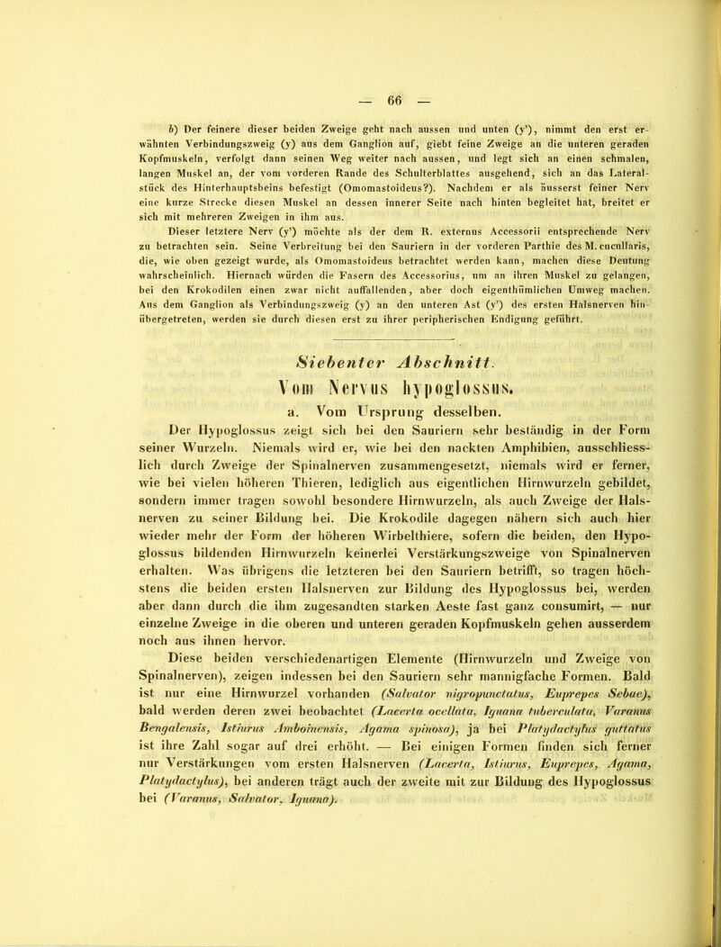 b) Der feinere dieser beiden Zweige geht nach aussen und unten (y’), nimmt den erst er- wähnten Verbindungszweig (y) aus dem Ganglion auf, giebt feine Zweige an die unteren geraden Kopfmuskeln, verfolgt dann seinen Weg weiter nach aussen, und legt sich an einen schmalen, langen Muskel an, der vom vorderen Rande des Schulterblattes ausgehend, sich an das Lateral- stück des Hinterhauptsbeins befestigt (Omomastoideus?). Nachdem er als äusserst feiner Nerv eine kurze Strecke diesen Muskel an dessen innerer Seite nach hinten begleitet hat, breitet er sich mit mehreren Zweigen in ihm aus. Dieser letztere Nerv (y’) möchte als der dem R. externus Accessorii entsprechende Nerv zu betrachten sein. Seine Verbreitung bei den Sauriern in der vorderen Parthie des M. cucullaris, die, wie oben gezeigt wurde, als Omomastoideus betrachtet werden kann, machen diese Deutung wahrscheinlich. Hiernach würden die Fasern des Accessorius, um an ihren Muskel zu gelangen, bei den Krokodilen einen zwar nicht auffallenden, aber doch eigenthiimlichen Umweg machen. Aus dem Ganglion als Verbindungszweig (y) an den unteren Ast (y’) des ersten Halsnerven hin- übergetreten, werden sie durch diesen erst zu ihrer peripherischen Endigung geführt. Siebetiter Abschnitt. Vom Nervus hypoglossus. a. Vom Ursprung desselben. Der Hypoglossus zeigt sich bei den Sauriern sehr beständig in der Form seiner Wurzeln. Niemals wird er, wie bei den nackten Amphibien, ausschliess- lich durch Zweige der Spinalnerven zusammengesetzt, niemals wird er ferner, wie bei vielen höheren Thieren, lediglich aus eigentlichen Hirnwurzeln gebildet, sondern immer tragen sowohl besondere Hirnwurzeln, als auch Zweige der Hals- nerven zu seiner Bildung bei. Die Krokodile dagegen nähern sich auch hier wieder mehr der Form der höheren Wirbelthiere, sofern die beiden, den Hypo- glossus bildenden Hirnwurzeln keinerlei Verstärkungszweige von Spinalnerven erhalten. Was übrigens die letzteren hei den Sauriern betrifft, so tragen höch- stens die beiden ersten Halsnerven zur Bildung des Hypoglossus bei, werden aber dann durch die ihm zugesandten starken Aeste fast ganz consumirt, — nur einzelne Zweige in die oberen und unteren geraden Kopfmuskeln gehen ausserdem noch aus ihnen hervor. Diese beiden verschiedenartigen Elemente (Hirnwurzeln und Zweige von Spinalnerven), zeigen indessen bei den Sauriern sehr mannigfache Formen. Bald ist nur eine Hirnwurzel vorhanden (Salvator nigropunct.atus, Euprepes Sebae), bald werden deren zwei beobachtet (Laeerta ocellata, Iguana tuberculata, Varanus Bengalensis, Istiurus Amboinensis, Agama spinosa), ja bei Platydactylus guttatus ist ihre Zahl sogar auf drei erhöht. — Bei einigen Formen finden sich ferner nur Verstärkungen vom ersten Halsnerven (Laeerta, Istiurus, Euprepes, Agama, Platydactylus), bei anderen trägt auch der zweite mit zur Bildung des Hypoglossus bei (Varamts, Salvator, Iguana).