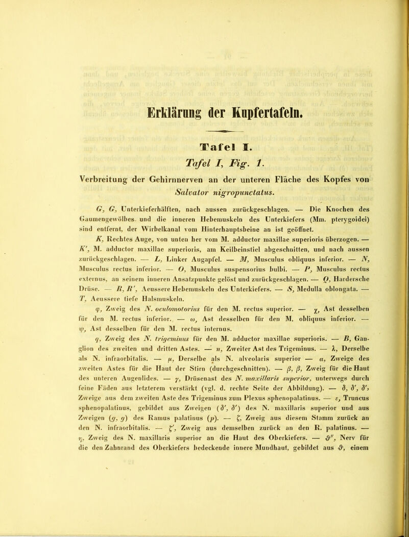 Erklärung der Knpfertafeln Tafel I. Tafel 7, Fig. 1. Verbreitung der Gehirnnerven an der unteren Fläche des Kopfes von Salvator nigropunctatus. G, G, Unterkieferhälften, nach aussen zurückgeschlagen. — Die Knochen des Gaumengewölbes- und die inneren Hebemuskeln des Unterkiefers (Mm. pterygoidei) sind entfernt, der Wirbelkanal vom Hinterhauptsbeine an ist geöffnet. K, Rechtes Auge, von unten her vom M. adductor maxillae superioris überzogen. — K', M. adductor maxillae superioris, am Keilbeinstiel abgeschnitten, und nach aussen zurückgeschlagen. — L, Linker Augapfel. — M, Musculus obliquus inferior. — N, Musculus rectus inferior. — O, Musculus suspensorius bulbi. — P, Musculus rectus externus, an seinem inneren Ansatzpunkte gelöst und zurückgeschlagen. — Q, Hardersche Drüse. — R,R', Aeussere Hebemuskeln des Unterkiefers. — S, Medulla oblongata. — T, Aeussere tiefe Halsmuskeln. cp, Zweig des N. oculomotorius für den M. rectus superior. — Ast desselben für den M. rectus inferior. — w, Ast desselben für den M, obliquus inferior. — if), Ast desselben für den M. rectus internus. q, Zweig des N. trigeminus für den M. adductor maxillae superioris. — B, Gan- glion des zweiten und dritten Astes. — n, Zweiter Ast des Trigeminus. — X, Derselbe als N. infraorbitalis. — ju, Derselbe als N. alveolaris superior — a, Zweige des zweiten Astes für die Haut der Stirn (durchgeschnitten). — ß, ß, Zweig für die Haut des unteren Augenlides. — y, Drüsenast des N. maxillaris superior, unterwegs durch feine Fäden aus letzterem verstärkt (vgl. d. rechte Seite der Abbildung). — 8, 8', 8'} Zweige aus dem zweiten Aste des Trigeminus zum Plexus sphenopalatinus. — s, Truncus sphenopalatinus, gebildet aus Zweigen (88') des N. maxillaris superior und aus Zweigen (g, g) des Ramus palatinus (p). — £, Zweig aus diesem Stamm zurück an den N. infraorbitalis. — Zweig aus demselben zurück an den R. palatinus. — 7], Zweig des N. maxillaris superior an die Haut des Oberkiefers. — , Nerv für die den Zahnrand des Oberkiefers bedeckende innere Mundhaut, gebildet aus &, einem