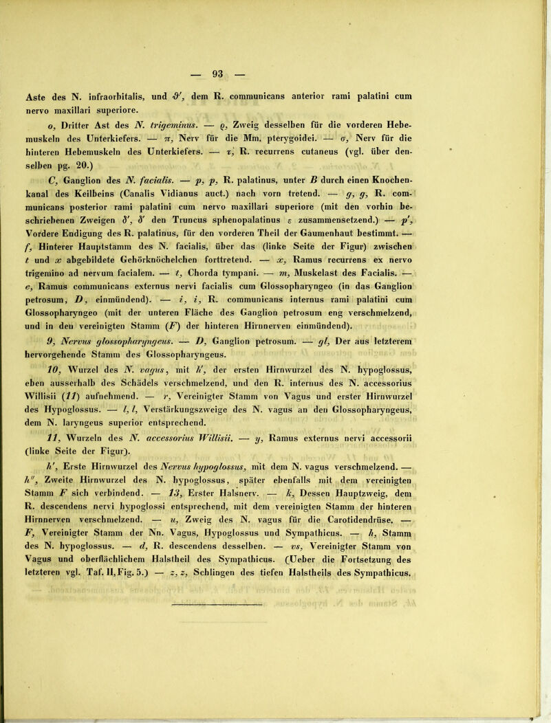 Aste des N. infraorhitalis, und dem R. communicans anterior rami palatini cum nervo maxillari superiore. o, Dritter Ast des N. trigeminus. — q, Zweig desselben für die vorderen Hebe- muskeln des Unterkiefers. — n, Nerv für die Mm. pterygoidei. — a, Nerv für die hinteren Hebemuskeln des Unterkiefers. — x‘, R. recurrens cutaneus (vgl. über den- selben pg. 20.) C, Ganglion des N. facialis. — p, p, R. palatinus, unter B durch einen Knochen- kanal des Keilbeins (Canalis Vidianus auct.) nach vorn tretend. — g, g, R. com- municans posterior rami palatini cum nervo maxillari superiore (mit den vorhin be- schriebenen Zweigen 8’, 8' den Truncus sphenopalatinus s zusammensetzend.) — p’, Vordere Endigung des R. palatinus, für den vorderen Theil der Gaumenhaut bestimmt. — f, Hinterer Hauptstamm des N. facialis, über das (linke Seite der Figur) zwischen t und x abgebildete Gehörknöchelchen forttretend. — x, Ramus recurrens ex nervo trigemino ad nervum facialem. — t, Chorda tympani. — m, Muskelast des Facialis. — e, Ramus communicans externus nervi facialis cum Glossopharyngeo (in das Ganglion petrosum, D, einmündend). — i, i, R. communicans internus rami palatini cum Glossopharyngeo (mit der unteren Fläche des Ganglion petrosum eng verschmelzend, und in den vereinigten Stamm {¥) der hinteren Hirnnerven einmündend). 9, Nervus glossopharyngeus. — D, Ganglion petrosum. — gl. Der aus letzterem hervorgehende Stamm des Glossopharyngeus. 10, Wurzel des N. vagus, mit li, der ersten Hirnwurzel des N. hypoglossus, eben ausserhalb des Schädels verschmelzend, und den R. internus des N. accessorius Willisii (11) aufnehmend. — r. Vereinigter Stamm von Vagus und erster Hirnwurzel des Hypoglossus. — 1,1, Verstärkungszweige des N. vagus an den Glossopharyngeus, dem N. laryngeus superior entsprechend. 11, Wurzeln des N. accessorius Willisii. — y, Ramus externus nervi accessorii (linke Seite der Figur). h'. Erste Hirnwurzel des Nervus hypoglossus, mit dem N. vagus verschmelzend. — h. Zweite Hirnwurzel des N. hypoglossus, später ebenfalls mit dem vereinigten Stamm F sich verbindend. — 13, Erster Halsnerv. — k. Dessen Hauptzweig, dem R. descendens nervi hypoglossi entsprechend, mit dem vereinigten Stamm der hinteren Hirnnerven verschmelzend. — u, Zweig des N. vagus für die Carotidendrüse. — F, Vereinigter Stamm der Nn. Vagus, Hypoglossus und Sympathicus. — li, Stamm des N. hypoglossus. — d, R. descendens desselben. — vs. Vereinigter Stamm von Vagus und oberflächlichem Halstheil des Sympathicus. (Ueber die Fortsetzung des letzteren vgl. Taf. II, Fig, 5.) — z,z, Schlingen des tiefen Halstheils des Sympathicus.