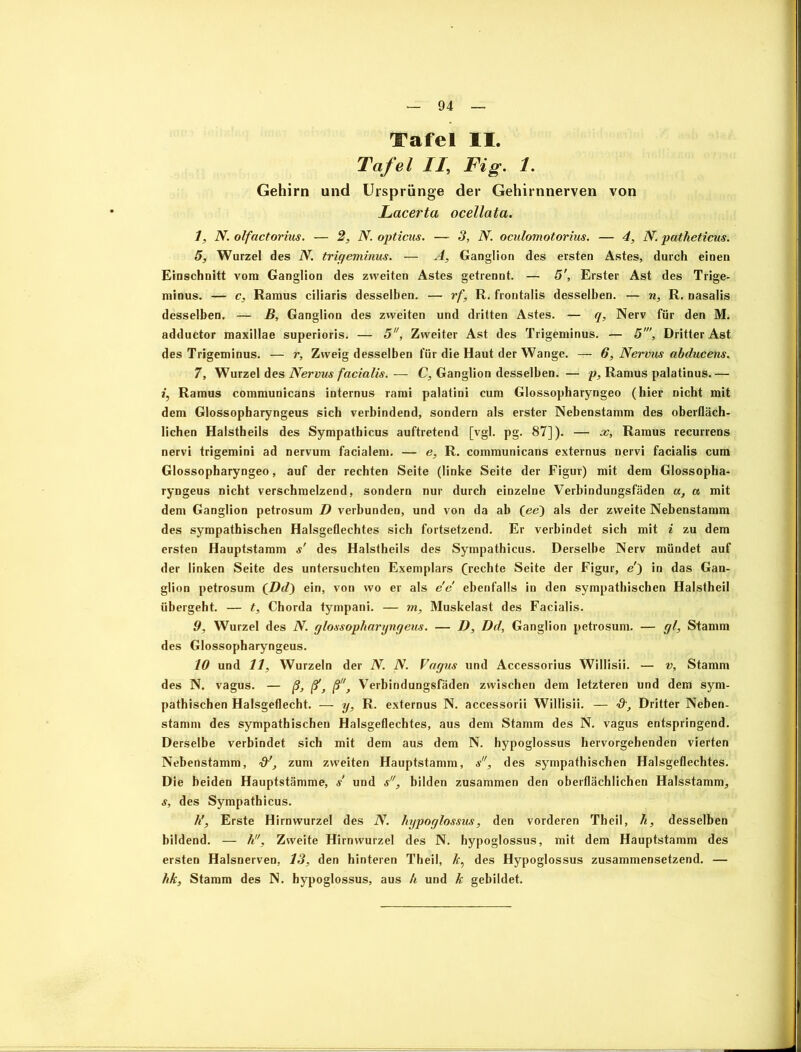 Tafel II. Tafel II, Fig. 1. Gehirn und Ursprünge der Gehirnnerven von JLacerta ocellata. 1, N. olfactorius. — 2, N. opticus. — 3, N. oculomotorius. — 4, N. patheticus. 5, Wurzel des N. trigeminus. — A, Ganglion des ersten Astes, durch einen Einschnitt vom Ganglion des zweiten Astes getrennt. — 5', Erster Ast des Trige- minus. — c, Ramus ciliaris desselben. — rf, R. frontalis desselben. — n, R. nasalis desselben. — B, Ganglion des zweiten und dritten Astes. — q, Nerv für den M. adductor maxillae superioris. — 5, Zweiter Ast des Trigeminus. — 5', Dritter Ast des Trigeminus. — r, Zweig desselben lur die Haut der Wange. — 6, Nervus abducens. 7, Wurzel des Nervus facialis. — C, Ganglion desselben. — p, Ramus palatinus. — i, Ramus communicans internus rami palatini cum Glossopharyngeo (hier nicht mit dem Glossopharyngeus sich verbindend, sondern als erster Nebenstamm des oberfläch- lichen Halstheils des Sympathicus auftretend [vgl. pg. 87]). — x, Ramus recurrens nervi trigemini ad nervum facialem. — e, R. communicans externus nervi facialis cum Glossopharyngeo, auf der rechten Seite (linke Seite der Figur) mit dem Glossopha- ryngeus nicht verschmelzend, sondern nur durch einzelne Verbindungsfäden a, a mit dem Ganglion petrosum D verbunden, und von da ab (ee) als der zweite Nebenstamm des sympathischen Halsgeflechtes sich fortsetzend. Er verbindet sich mit i zu dem ersten Hauptstamm s' des Halstheils des Sympathicus. Derselbe Nerv mündet auf der linken Seite des untersuchten Exemplars (rechte Seite der Figur, e') in das Gan- glion petrosum (Dd) ein, von wo er als e'e ebenfalls in den sympathischen Halstheil übergeht. — t, Chorda tympani. — m, Muskelast des Facialis. 9, Wurzel des N. glossopharyngeus. — D, Dd, Ganglion petrosum. — gl, Stamm des Glossopharyngeus. 10 und 11, Wurzeln der N. N. Vagus und Accessorius Willisii. — v, Stamm des N. vagus. — ß, fSf ßf Verbindungsfäden zwischen dem letzteren und dem sym- pathischen Halsgeflecht. — y, R. externus N. accessorii Willisii. — &, Dritter Neben- stamm des sympathischen Halsgeflechtes, aus dem Stamm des N. vagus entspringend. Derselbe verbindet sich mit dem aus dem N. hypoglossus hervorgehenden vierten Nebenstamm, zum zweiten Hauptstamm, s, des sympathischen Halsgeflechtes. Die beiden Hauptstämme, s und s, bilden zusammen den oberflächlichen Halsstamm, s, des Sympathicus. hl, Erste Hirnwurzel des N. hypoglossus, den vorderen Theil, h, desselben bildend. — h, Zweite Hirnwurzel des N. hypoglossus, mit dem Hauptstamm des ersten Halsnerven.. 13, den hinteren Theil, k, des Hypoglossus zusammensetzend. — hk, Stamm des N. hypoglossus, aus h und k gebildet.