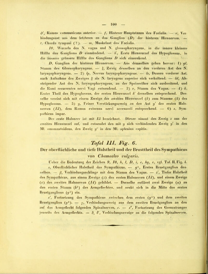 00 Ramus eonimunicans anterior. — f, Hinterer Hauptstamm des Facialis. — e, Ver- bindungsast aus dem letzteren an das Ganglion (D) der hinteren Hirnnerven. — t, Chorda tympani (]?). — m, Muskelast des Facialis. 10, Wurzeln des N. vagus und N. glossopharyngeus, in die innere kleinere Hälfte des Ganglions D einmündend. — li, Erste Hirnwurzel des Hypoglossus, in die äussere grössere Hälfte des Ganglions D sich einsenkend. D. Ganglion der hinteren Hirnnerven. — Aus demselben gehen hervor: I) gl, Stamm des Glossopharyngeus. — §, Zvveig desselben an den vorderen Ast des N. laryngopharyngeus. — 2) Ip, Nervus laryngopharyngeus. — Is, Dessen vorderer Ast, nach Aufnahme des Zweiges § als N. laryngeus superior sich verhaltend. — Id, Ab- steigender Ast des N. laryngopharyngeus, an der Speiseröhre sich ausbreitend, und die Rami recurrentes nervi Vagi entsendend. — 3} v, Stamm des Vagus. — 4) k, Erster Theil des Hypoglossus, der ersten Hirnvvurzel h' desselben entsprechend. Der- selbe vereint sieh mit einem Zweige der zweiten Hirnwurzel (#) zum Stamme (h) des Hypoglossus. — 5) y, Feiner Verstärkungszweig an den Ast y des ersten Hals- nerven (13'), dem Ramus externus nervi accessorii entsprechend. — 6) s, Sym- pathicus impar. Der erste Halsnerv ist mit 13 bezeichnet. Dieser nimmt den Zweig z aus der zweiten Hirnwurzel auf, und entsendet den mit y sich verbindenden Zvveig y in den Ml. omomastoideus, den Zweig y in den Ml. splenius capitis. Tafel 111, Fig. 6*. Der oberflächliche und tiefe Halstheil und der Brusttheil des Sympathicus von Chamaeleo vulgaris. Geber die Bedeutung der Zeichen 9, 10, h, l, D, i, e, hg, v, vgl. Taf. II, Fig. 4. s. Oberflächlicher Halstheil des Sympathicus. — gl, Erstes Brustganglion des- selben. — ß} Verbindungsschlinge mit dem Stamm des Vagus. — z', Tiefer Halstheil des Sympathicus, aus einem Zweige (2) des ersten Halsnerven (13), und einem Zweige (c) des zweiten Halsnerven (14) gebildet. — Derselbe entlässt zwei Zweige (a) an den ersten Stamm (Sl) des Armgeflechtes, und senkt sich in die Mitte des ersten Brustganglions (gr1) ein. s', Fortsetzung des Sympathicus zwischen dem ersten (g1) und dem zweiten Blustganglion (g2). — y, Verbindungszweig aus dem zweiten Brustganglion an den auf das Armgeflecht folgenden Spinalnerven, c. — s, Fortsetzung des Grenzstranges jenseits des Armgeflechts. — d, d', Verbindungszweige an die folgenden Spinalnerven.