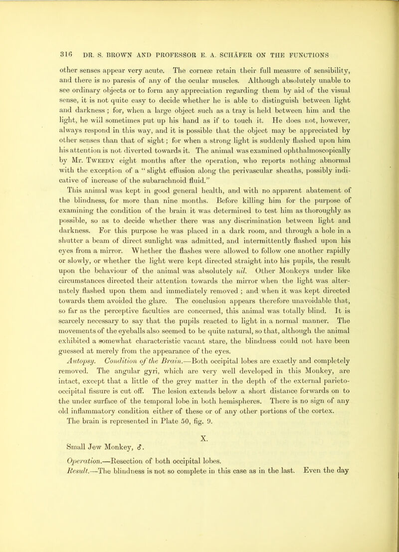other senses appear very acute. The cornese retain their full measure of sensibility, and there is no paresis of any of the ocular muscles. Although absolutely unable to see ordinary objects or to form any appreciation regarding them by aid of the visual sense, it is not quite easy to decide whether he is able to distinguish between light and darkness ; for, when a large object such as a tray is held between him and the light, he will sometimes put up his hand as if to touch it. He does not, however, always respond in this way, and it is possible that the object may be appreciated by other senses than that of sight; for when a strong light is suddenly flashed upon him his attention is not diverted towards it. The animal was examined ophthalmoscopically by Mr. Tweedy eight months after the operation, who reports nothing abnormal with the exception of a “slight effusion along the perivascular sheaths, possibly indi- cative of increase of the subarachnoid fluid.” This animal was kept in good general health, and with no apparent abatement of the blindness, for more than nine months. Before killing him for the purpose of examining the condition of the brain it was determined to test him as thoroughly as possible, so as to decide whether there was any discrimination between light and darkness. For this purpose he was placed in a dark room, and through a hole in a shutter a beam of direct sunlight was admitted, and intermittently flashed upon his eyes from a mirror. Whether the flashes were allowed to follow one another rapidly or slowly, or whether the light were kept directed straight into his pupils, the result upon the behaviour of the animal was absolutely nil. Other Monkeys under like circumstances directed their attention towards the mirror when the light was alter- nately flashed upon them and immediately removed ; and when it was kept directed towards them avoided the glare. The conclusion appears therefore unavoidable that, so far as the perceptive faculties are concerned, this animal was totally blind. It is scarcely necessary to say that the pupils reacted to light in a normal manner. The movements of the eyeballs also seemed to be quite natural, so that, although the animal exhibited a somewhat characteristic vacant stare, the blindness could not have been guessed at merely from the appearance of the eyes. Autopsy. Condition of the Brain.—Both occipital lobes are exactly and completely removed. The angular gyri, which are very well developed in this Monkey, are intact, except that a little of the grey matter in the depth of the external parieto- occipital fissure is cut off. The lesion extends below a short distance forwards on to the under surface of the temporal lobe in both hemispheres. There is no sign of any old inflammatory condition either of these or of any other portions of the cortex. The brain is represented in Plate 50, fig. 9. X. Small Jew Monkey, S. Operation.—Besection of both occipital lobes. Result.—The blindness is not so complete in this case as in the last. Even the day