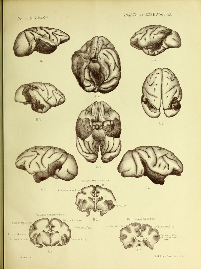 Brown fL Schafer. Fiss.of Rolando ss.of Rolando 6,d. Int. Parietal Fiss. Sylvian Fiss. ( At JUNCTION WITHj Pre-central Fiss Calloso-marginal Fiss. Fiss.of Rolanpo Sylvian Fissure Sylvian Fiss. Intra-Parietal Int.Parietal Fiss. LiHi.Sf Imp.Camb.Sci.In.siCo.