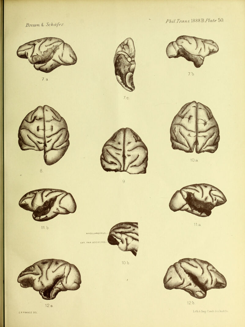 Phil. Trans. 188 8.B.Plate 50. 12.1). 10.Td. Brown Schafer. 12. EXT. PAR.OCCIP.,