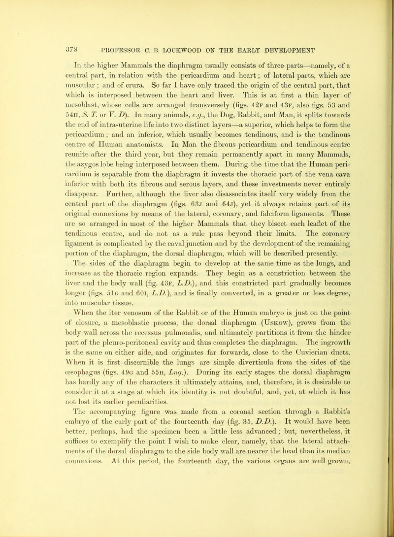 In the higher Mammals the diaphragm usually consists of three parts—^namely, of a central part, in relation with the pericardium and heart; of lateral parts, which are muscular ; and of crura. So far I have only traced the origin of the centi-al part, that which is interposed between the heart and liver. This is at first a thin layer of mesoblast, whose cells are arranged transversely (figs. 42f and 43f, also figs. 53 and 54h, S. 2\ or V. D). In many animals, e.g., the Dog, Rabbit, and Man, it splits towards the end of intra-uterine life into two distinct layers—a superior, which helps to form the pericardium ; and an inferior, which usually becomes tendinous, and is the tendinous centre of Human anatomists. In Man the fibrous pericardium and tendinous centre reunite after the third year, but they remain permanently apart in many Mammals, the azygos lobe being interposed between them. During the time that the Human peri- cardium is separable from the diaphragm it invests the thoracic part of the vena cava inferior with both its fibrous and serous layers, and these investments never entirely disappear. Further, although the liver also disassociates itself very widely from the central part of the diaphragm (figs. 63j and 64j), yet it always retains part of its original connexions by means of the lateral, coronary, and falciform ligaments. These are so arranged in most of the higher Mammals that they bisect each leaflet of the tendinous centre, and do not as a rule pass beyond their limits. The coronary ligament is complicated by the caval junction and by the development of the remaining portion of the diaphragm, the dorsal diaphragm, which will be described presently. The sides of the diaphragm begin to develop at the same time as the lungs, and increase as the thoracic region expands. They begin as a constriction between the liver and the body wall (fig. 43f, L.D.), and this constricted part gradually becomes longer (figs. 51g and 60i, L.D.), and is finally converted, in a greater or less degree, into muscular tissue. When the iter venosum of the Rabbit or of the Human embryo is just on the point of closure, a mesoblastic process, the dorsal diaphragm (UsKOw), grows from the body wall across the recessus pulmonalis, and ultimately partitions it from the hinder part of the pleuro-peritoneal cavity and thus completes the diaphragm. The ingrowth is the same on either side, and originates far forwards, close to the Cuvierian ducts. When it is first discernible the lungs are simple diverticula from the sides of the oesophagus (figs. 49g and 55h, Lng.). During its early stages the dorsal diaphragm has hardly any of the characters it ultimately attains, and, therefore, it is desirable to consider it at a stage at which its identity is not doubtful, and, yet, at which it has not lost its earlier peculiarities. The accompanying figure was made from a coronal section through a Rabbit’s embryo of the early part of the fourteenth day (fig. 35, D.D.). It would have been better, perhaps, had the specimen been a little less advanced; but, nevertheless, it suffices to exemj^lify the point I wish to make clear, namely, that the lateral attach- ments of the dorsal diaphragm to the side body wall are nearer the head than its median connexions. At this period, the fourteenth day, the various organs are well grown.