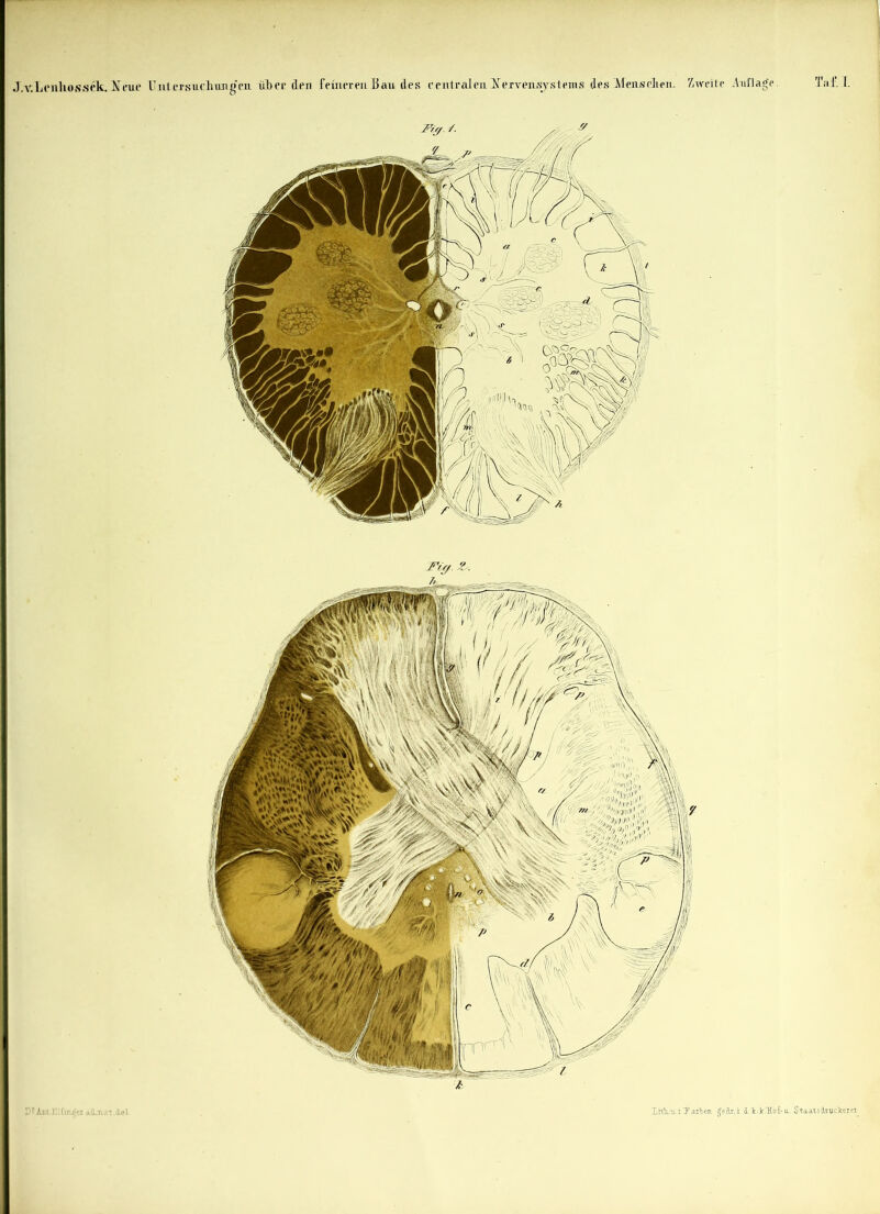 J /r. Lenh.0 s sek. ¥ me Untersuchungen über den feineren Bau des e entral en kr ervensyst eins des Mens dien. Zweite Auflage Ta£ I Fie/.Z. D£Aat.Eifmf>ei A&dLat.&el. XrtU.u.iy aiben gedr.i 1 k.Jr.Ttofi-u.. Staats cLrucTcer ei