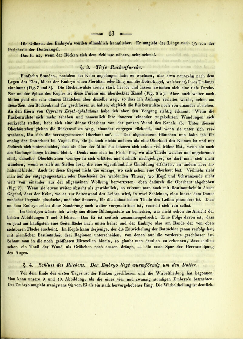 Die Gränzen des Embryo’s weiden allmählich kenntlicher. Er umgiebt der Länge nach von der Peripherie der Dotterkugel. Das Ei ist, wenn der Rücken sich dem Schlüsse nähert, sehr schmal. §. 3. Tiefe Rückenfurche. Fünfzehn Stunden, nachdem der Keim angefangen hatte zu wachsen, also etwa neunzehn nach dem Legen des Eies, bildet der Embryo einen Meridian oder Ring um die Dotterkugel, welcher 4/5 ihres Umfangs einnimmt (Fig. 7 und 8). Die Rückenwülste treten stark hervor und lassen zwischen sich eine tiefe Furche. Nur an der Spitze des Kopfes ist diese Furche ein überdeckter Kanal (Fig. 8 a). Aber auch weiter nach- hinten geht ein sehr dünnes Häutchen über dieselbe weg, so dass ich Anfangs verleitet wurde, schon um diese Zeit den Rückenkanal für geschlossen zu halten, obgleich die Rückenwülste noch von einander abstehen. An den Eiern von Cyprinus Erythrophthalmus habe ich aber den Vorgang richtig erkannt. Wenn die Rückenwülste sich mehr erheben und namentlich ihre inneren einander zugekehrten Wandungen sich senkrecht stellen, hebt sich eine dünne Oberhaut von der ganzen Wand des Kanals ab. Unter diesem Oberhäutchen gleiten die Rückenwülste weg, einander entgegen rückend, und wenn sie unter sich ver- wachsen, löst sich die hervorgestossene Oberhaut auf. — Das ahgestossene Häutchen nun halte ich für analog der Dotterhaut im Vogel-Eie, die ja auch nichts anderes als eine Oberhaut des Keimes ist und nur dadurch sich unterscheidet, dass sie über der Mitte des letztem sich schon viel früher löst, wenn sie auch am Umfange lange haftend bleibt. Denkt man sich im Fisch-Eie, wo alle Theile weicher und ungeformter sind, dasselbe Oberhäutchen weniger in sich erhärtet und deshalb nachgiebiger, so darf man sich nicht wundern, wenn es sich an Stellen löst, die eine eigenthümliche Umbildung erfahren, an andern aber an- haftend bleibt. Auch ist diese Gegend nicht die einzige, wo sich schon eine Oberhaut löst. Vielmehr sieht man auf der entgegengesetzten oder Rauchseite des werdenden Thiers, wo Kopf und Schwänzende nicht weit von einander aus der allgemeinen Wölbung hervortreten, eben dadurch die Oberhaut abgehoben (Fig. 7). Wenn sie etwas weiter absteht als gewöhnlich, so erkennt man auch mit Bestimmtheit in dieser Gegend, dass der Keim, wo er zur Seitenwand des Leibes wird, in zwei Schichten, eine innere dem Dotter zunächst liegende plastische, und eine äussere, für die animalischen Theile des Leibes gesondert ist. Dass an dem Embryo selbst diese Sonderung noch weiter vorgeschritten ist, versteht sich von selbst. Im Uebrigen wüsste ich wenig aus dieser Bildungsstufe zu bemerken, W'as nicht schon die Ansicht der beiden Abbildungen 7 und 8 lehrte. Das Ei ist seitlich zusammengedrückt. Eine Folge davon ist, dass es jetzt am häufigsten eine Seitenfläche nach unten kehrt und der Embryo also am Rande der von oben sichtbaren Fläche erscheint. Im Kopfe kann derjenige, der die Entwickelung der Batrachier genau verfolgt hat, mit ziemlicher Bestimmtheit drei Regionen unterscheiden, von denen nur die vorderste geschlossen ist. Schaut man in die noch geöffneten Hirnzellen hinein, so glaubt man deutlich zu erkennen, dass seitlich schon ein Theil der Wand als Grübchen nach aussen drängt, — die erste Spur der Hervorstiilpung des Auges. §. 4. Schluss des Rückens. Der Embryo liegt wurmförmig um den Dotter. Vor dem Ende des ersten Tages ist der Rücken geschlossen und die Wirbeltheilung hat begonnen. Man kann unsere 9. und 10. Abbildung, als die eines vier und zwanzig stiindigen Embryo’s betrachten. Der Embryo umgiebt wenigstens 5>/q vom Ei als ein stark hervorgehobener Ring. Die Wirbeltheilung ist deutlich.