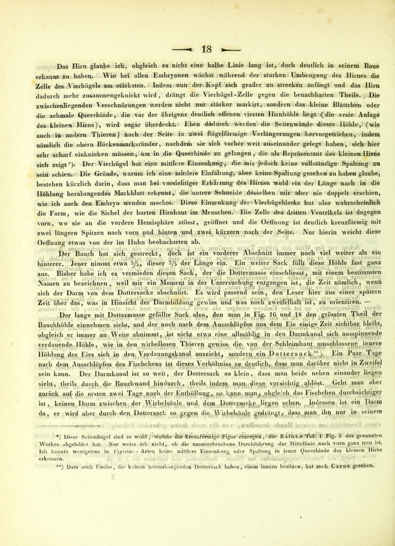 Das Hirn glaube ich, obgleich es nicht eine halbe Linie lang ist, doch deutlich in seinem Baue erkanmt» zu haben. Win bei allen Embryonen wächst während der starken Umbeugung des Hirnes die Zelle desViterhügels am stärksten. Indem nun der Kopf sich grader zu strecken anfängt und das Hirn dadurch mehr zusammengeknickt wird, drängt die Vierhügel-Zelle gegen die benachbarten Theile. Die zwischenliegenden Verschnürungen werden-nicht :nur stärker markirt, sondern das kleine Blättchen oder die schmale Queerbinde, die vor der übrigens deutlich offenen vierten Hirnhöhle liegt ( die erste Anlage des kleinen Hirns), wird sogar üherdeckt. Eben dadurch werden die Seitenwände dieser Höhle, (wie auch ;in andern Thieren) nach der Seite in zwei flügelförmige Verlängerungen hervorgetrieben, indem nämlich die obern Rückenmarksränder, nachdeiii sie sich vorher weit auseinander gelegt haben, sich hier sehr scharf einknicken müssen, um in die Queerbinde zu gelangen, die als Repräsentant des kleinen Hitris sich zeigt*)* Der Vierhügel hat eine mittlere Einsenkung, die mir jbdoch keine vollständige Spaltung zu seiri; schien; Die Gründe, warum ich eine- mittlere Einfaltung, aber keine-Spaltung gesehen zu haben glaube, bestehen kürzlich darin, dass inan bei vorsichtiger Erhärtung des Hirnes wohl ein der Länge nach in die Höhlung herabragendes Markblatt erkennt, die untere Schneide desselben mir aber nie doppelt erschien, wie. ich auch den Embryo wenden mochte. Diese Einsenkung der--Vierhügeldecke hat also wahrscheinlich die Form, wie die Sichel der harten Hirnhaut im Menschen. Die Zelle des dritten Ventrikels ist dagegen vorn, wo sie an die vordere Hemisphäre stösst, geöffnet und die Oeffnung ist deutlich kreuzförmig mit zwei längern Spitzen nach vorn und hinten -und zwei kürzern nach der .Seite. Nur hierin weicht diese Oeffnung etwas von der im Huhn beobachteten ab. Der Bauch bat sich gestreckt, hinterer. Jener nimmt etwa 3/5 tlöcli ist ein vorderer Abschnitt immer noch viel weiter als ein dieser 2/5 der Länge ein. Ein weiter Sack füllt diese Höhle fast ganz aus. Bisher habe ich es vermieden diesen Sack, der die Dottermasse ejnschliqsst,, mit einem bestimmten Namen zu bezeichnen, weil mir ein Moment in der Untersuchung entgangen ist, die Zeit nämlich, wenn 11 . 1 , -,p . Jüil'i I»!Rf j .-.TV: : U;; j: . P.T i-:i. sich der Darm von dem Dottersacke abschnürt. Es wird passend sein, den Leser hier aus einer spätem Zeit über das, was in Hinsicht der“ Därmbildung gewiss und was noch zweifelhaft“ isi, zu orientiren. — Der lange mit Dottermasse gefüllte Sack also., den man in Figf. 16> und 18 .den .grössten Theil der Bauchhöhle ..-einnehmen sieht, und , der noch nach dem. Ausschlüpfen au^ dem Eje einige; Zeit sichtbar bleibt, obgleich er immer an Weite abnimmt, .ist nicht et>va eine ullmähl^g in den Darmkan^l sich ausspinnende verdauende. Höhle, \yie in den wirbellosen Thieren gewiss. die, von der. Sphleimhau^^umsohlossepe^ innere Höhlung des Eies sich in depi Verdauungskanal auszieht, senden^ ein Dottersa.c^.**Ein Paar Tage nach dem Au.ssch^iipfen Fischchens ist dieses Verhältnis^ s^jdieutlich, dasjs,, man darüber nicht in Zwejfel sein kann. Der Darmkanal ist so weit, der Dottersack so klein, dass man beide neben einander liegen sieht, theils dur^i. die Rauchwand hindurch., theils ^ndejn, mam^ie^q. vorsichtig .a^blöst. . Geht man aber gurück auf die ersten zwei Tage^nacli der Enthüllung.?. so-kftpn man^.(fibgle:ch. das Fischchen durchsichtiger ist, keinen Darm zwischen der Wirbelsäule, und dem. Dotfe^c^., liegen sehen. .Indessen ist ein Darin da, er wird aber durch den Dottersgck so gegen die. Wkbelsjigjg g^ängt,, dass^np. ihix nur in seinem .ii : --t; :•.([ . nun ul rb:;a r>!'! mir - nodloaiob übnfill n-;*jt:!u m»: uwu ; *) Diese Seitenflügel sind es wohl-, ''vfreldie tli6> KrenzfSitöige -Figur Ä'atir-kö'ritäft- 1 Fig. 3 des genannten Werkes abgebildet hat. Nur weiss ich nicht, ob die ununterbrochene Durchführung der Mittellinie nach vorn ganz treu ist. Ich konnte wenigstens in Cyprinus - Arten keine mittlere Einsenkung oder Spaltung in jener Queerbinde des kleinen Hirns erkennen. , :> 1 . ■ -vA' ehköiloiseg*'!''- • **) Dass auch Fische, die keinen heraushängenden Dottersack haben, einen innern besitzen, hat auch Carus gesehen.