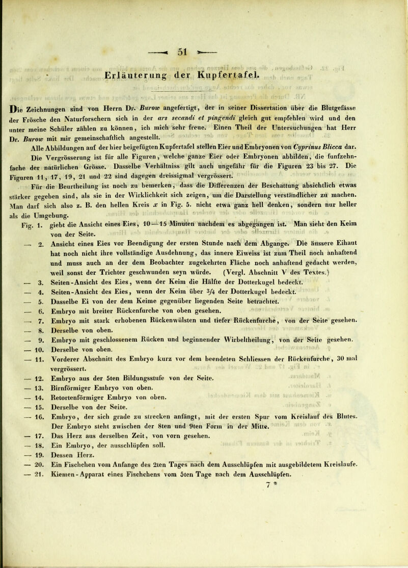 Erläuterung der Kupfertafel. Die Zeichnungen sind von Herrn Dr. Burow angefertigt, der in seiner Dissertation über die Blutgefässe der Frösche den Naturforschern sich in der ars secandi et pingendi gleich gut empfehlen wird und den unter meine Schüler zählen zu können, ich mich sehr freue. Einen Theil der Untersuchungen hat Herr Dr. Burow mit mir gemeinschaftlich angestellt. Alle Abbildungen auf der hier beigefügten Kupfertafel stellen Eier und Embryonen von Cyprinus Blicca dar. Die Vergrösserung ist für alle Figuren, welche ganze Eier oder Embryonen abbilden, die funfzehn- fache der natürlichen Grösse. Dasselbe Verhältnis gilt auch ungefähr für die Figuren 23 bis 27. Die Figuren 11, 17, 19, 21 und 22 sind dagegen dreissigmal vergrössert. Für die Beurtheilung ist noch zu bemerken, dass die Differenzen der Beschattung absichtlich etwas stärker gegeben sind, als sie in der Wirklichkeit sich zeigen, um die Darstellung verständlicher zu machen. Man darf sich also z. B. den hellen Kreis x in Fig. 5. nicht etwa ganz hell denken, sondern nur heller als die Umgebung. Fig. 1. giebt die Ansicht eines Eies, 10-^15 Minüten nachdem es abgegängen ist. Man sieht den Keim von der Seite. . 2. Ansicht eines Eies vor Beendigung der ersten Stunde nach dem Abgänge. Die äussere Eihaut hat noch nicht ihre vollständige Ausdehnung, das innere Eiweiss ist zum Theil noch anhaftend und muss auch an der dem Beobachter zugekehrten Fläche noch anhaftend gedacht werden, weil sonst der Trichter geschwunden seyn würde. (Vergl. Abschnitt Y des Textes.) — 3. Seiten-Ansicht des Eies, wenn der Keim die Hälfte der Dotterkugel bedeckt. — 4. Seiten-Ansicht des Eies, wenn der Keim über 3/4 der Dotterkugel bedeckt. — 5. Dasselbe Ei von der dem Keime gegenüber liegenden Seite betrachtet. — 6. Embryo mit breiter Rückenfurche von oben gesehen. —. 7. Embryo mit stark erhobenen Rückenwülsten und tiefer Rückenfurche, von der Seite gesehen. — 8. Derselbe von oben. — 9. Embryo mit geschlossenem Rücken und beginnender Wirbeltheilung, von der Seite gesehen. — 10. Derselbe von oben. — 11. Vorderer Abschnitt des Embryo kurz vor dem beendeten Schliessen der Rückenfurche, 30 mal vergrössert. — 12. Embryo aus der öten Bildungsstufe von der Seite. — 13. Bimförmiger Embryo von oben. — 14. Retortenförmiger Embryo von oben. — 15. — 16. — 17. — 18. — 19. — 20. — 21. Derselbe von der Seite. Embryo, der sich grade zu strecken anfängt, mit der ersten Spur vom Kreislauf des Blutes. Der Embryo steht zwischen der 8ten und 9ten Form in der Mitte. Das Herz aus derselben Zeit, von vorn gesehen. Ein Embryo, der ausschlüpfen soll. Dessen Herz. Ein Fischchen vom Anfänge des 2ten Tages nach dem Ausschlüpfen mit ausgebildetem Kreisläufe. Kiemen - Apparat eines Fischchens vom öten Tage nach dem Ausschlüpfen. 7 *