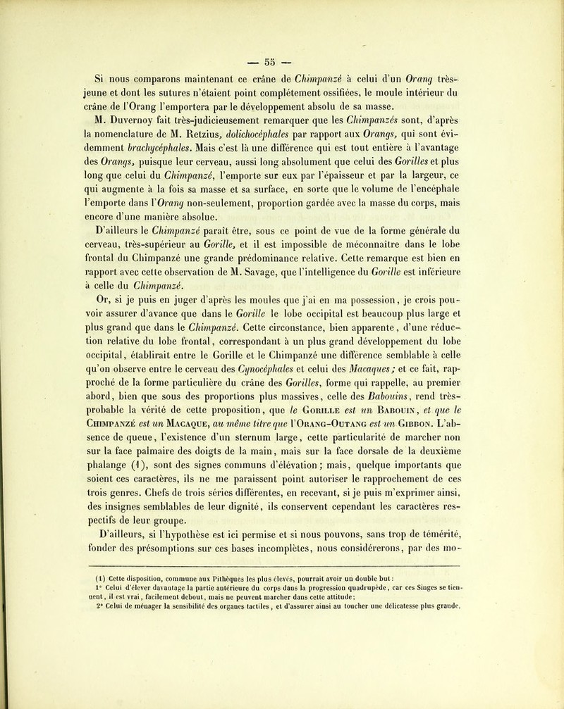 Si nous comparons maintenant ce crâne de Chimpanzé à celui d’un Orang très- jeune et dont les sutures n’étaient point complètement ossifiées, le moule intérieur du crâne de l’Orang l’emportera par le développement absolu de sa masse. M. Duvernoy fait très-judicieusement remarquer que les Chimpanzés sont, d’après la nomenclature de M. Retzius^ dolichocéphales par rapport aux Orangs, qui sont évi- demment brachycéphales. Mais c’est là une différence qui est tout entière à l’avantage des Orangs, puisque leur cerveau, aussi long absolument que celui des Gorilles et plus long que celui du Chimpanzé, l’emporte sur eux par l’épaisseur et par la largeur, ce qui augmente à la fois sa masse et sa surface, en sorte que le volume de l’encéphale l’emporte dans YOrang non-seulement, proportion gardée avec la masse du corps, mais encore d’une manière absolue. D’ailleurs le Chimpanzé paraît être, sous ce point de vue de la forme générale du cerveau, très-supérieur au Gorille, et il est impossible de méconnaître dans le lobe frontal du Chimpanzé une grande prédominance relative. Cette remarque est bien en rapport avec cette observation de M. Savage, que l’intelligence du Gorille est inférieure à celle du Chimpanzé. Or, si je puis en juger d’après les moules que j’ai en ma possession, je crois pou- voir assurer d’avance que dans le Gorille le lobe occipital est beaucoup plus large et plus grand que dans le Chimpanzé. Cette circonstance, bien apparente, d’une réduc- tion relative du lobe frontal, correspondant à un plus grand développement du lobe occipital, établirait entre le Gorille et le Chimpanzé une différence semblable à celle qu’on observe entre le cerveau des Cynocéphales et celui des Macaques; et ce fait, rap- proché de la forme particulière du crâne des Gorilles, forme qui rappelle, au premier abord, bien que sous des proportions plus massives, celle des Babouins, rend très- probable la vérité de cette proposition, que le Gorille est un Babouin, et que le Chimpanzé est un Macaque, au même titre que I’Orang-Oütang est un Gibbon. L’ab- sence de queue, l’existence d’un sternum large, cette particularité de marcher non sur la face palmaire des doigts de la main, mais sur la face dorsale de la deuxième phalange (1), sont des signes communs d’élévation; mais, quelque importants que soient ces caractères, ils ne me paraissent point autoriser le rapprochement de ces trois genres. Chefs de trois séries différentes, en recevant, si je puis m’exprimer ainsi, des insignes semblables de leur dignité, ils conservent cependant les caractères res- pectifs de leur groupe. D’ailleurs, si l’hypothèse est ici permise et si nous pouvons, sans trop de témérité, fonder des présomptions sur ces bases incomplètes, nous considérerons, par des mo- (l) Cette disposition, commune aux Pithèques les plus élevés, pourrait avoir un double but; 1” Celui d’élever davantage la partie antérieure du corps dans la progression quadrupède, car ces Singes se tien- nent, il est vrai, facilement debout, mais ne peuvent marcher dans cette attitude: 2“ Celui de ménager la sensibilité des organes tactiles, et d’assurer ainsi au toucher une délicatesse plus grande,