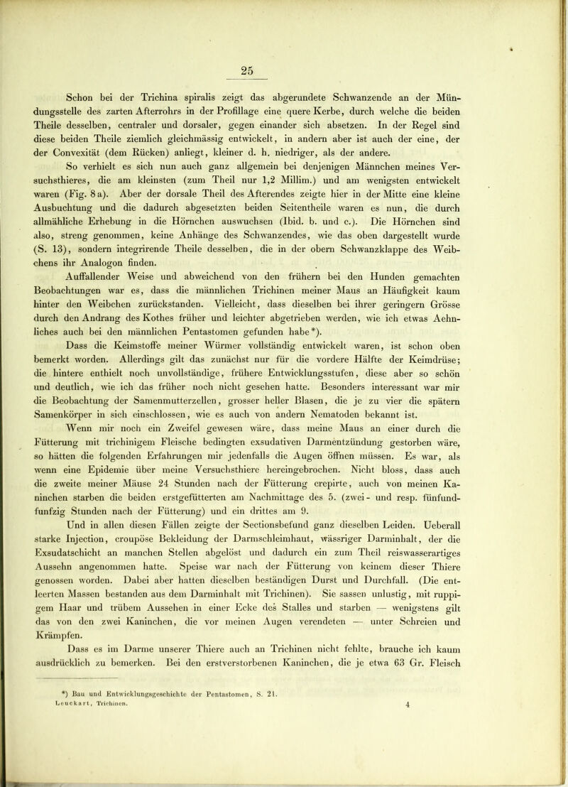 Schon bei der Trichina spiralis zeigt das abgerundete Schwanzende an der Mün- dungsstelle des zarten Afterrohrs in der Profillage eine quere Kerbe, durch welche die beiden Theile desselben, centraler und dorsaler, gegen einander sich absetzen. In der Regel sind diese beiden Theile ziemlich gleichmässig entwickelt, in andern aber ist auch der eine, der der Convexität (dem Rücken) anliegt, kleiner d. h. niedriger, als der andere. So verhielt es sich nun auch ganz allgemein bei denjenigen Männchen meines Ver- suchsthieres, die am kleinsten (zum Theil nur 1,2 Millim.) und am wenigsten entwickelt waren (Fig. 8 a). Aber der dorsale Theil des Afterendes zeigte hier in der Mitte eine kleine Ausbuchtung und die dadurch abgesetzten beiden Seitentheile waren es nun, die durch allmähliche Erhebung in die Hörnchen auswuchsen (Ibid. b. und c.). Die Hörnchen sind also, streng genommen, keine Anhänge des Schwanzendes, wie das oben dargestellt wurde (S. 13), sondern integrirende Theile desselben, die in der obem Schwanzklappe des Weib- chens ihr Analogon finden. Auffallender Weise und abweichend von den frühem bei den Hunden gemachten Beobachtungen war es, dass die männlichen Trichinen meiner Maus an Häufigkeit kaum hinter den Weibchen zurückstanden. Vielleicht, dass dieselben bei ihrer geringem Grösse durch den Andrang des Kothes früher und leichter abgetrieben werden, wie ich etwas Aehn- liches auch bei den männlichen Pentastomen gefunden habe*). Dass die Keimstoffe meiner Würmer vollständig entwickelt waren, ist schon oben bemerkt worden. Allerdings gilt das zunächst nur für die vordere Hälfte der Keimdrüse; die hintere enthielt noch unvollständige, frühere Entwicklungsstufen, diese aber so schön und deutlich, wie ich das früher noch nicht gesehen hatte. Besonders interessant war mir die Beobachtung der Samenmutterzellen, grosser heller Blasen, die je zu vier die spätem Samenkörper in sieh ein schlossen, wie es auch von andern Nematoden bekannt ist. Wenn mir noch ein Zweifel gewesen wäre, dass meine Maus an einer durch die Fütterung mit trichinigem Fleische bedingten exsudativen Darmentzündung gestorben wäre, so hätten die folgenden Erfahrungen mir jedenfalls die Augen öffnen müssen. Es war, als wenn eine Epidemie über meine Versuchsthiere hereingebrochen. Nicht bloss, dass auch die zweite meiner Mäuse 24 Stunden nach der Fütterung crepirte, auch von meinen Ka- ninchen starben die beiden erstgefütterten am Nachmittage des 5. (zwei - und resp. fünfund- funfzig Stunden nach der Fütterung) und ein drittes am 9. Und in allen diesen Fällen zeigte der Sectionsbefund ganz dieselben Leiden. Ueberall starke Injection, croupöse Bekleidung der Darmschleimhaut, wässriger Darminhalt, der die Exsudatschicht an manchen Stellen abgelöst und dadurch ein zum Theil reiswasserartiges Aussehn angenommen hatte. Speise war nach der Fütterung von keinem dieser Thiere genossen worden. Dabei aber hatten dieselben beständigen Durst und Durchfall. (Die ent- leerten Massen bestanden aus dem Darminhalt mit Trichinen). Sie sassen unlustig, mit ruppi- gem Haar und trübem Aussehen in einer Ecke des Stalles und starben — wenigstens gilt das von den zwei Kaninchen, die vor meinen Augen verendeten — unter Schreien und Krämpfen. Dass es im Darme unserer Thiere auch an Trichinen nicht fehlte, brauche ich kaum ausdrücklich zu bemerken. Bei den erstverstorbenen Kaninchen, die je etwa 63 Gr. Fleisch *) Bau und Entwicklungsgeschichte der Pentastomen, S. 21. Leuckart, Trichinen. 4