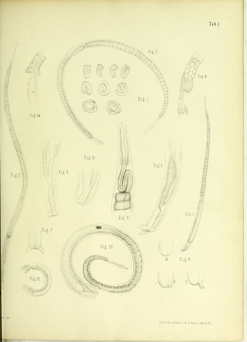 Tal). I. Steindruckerei». H. Sch e n ck, Halle VS.