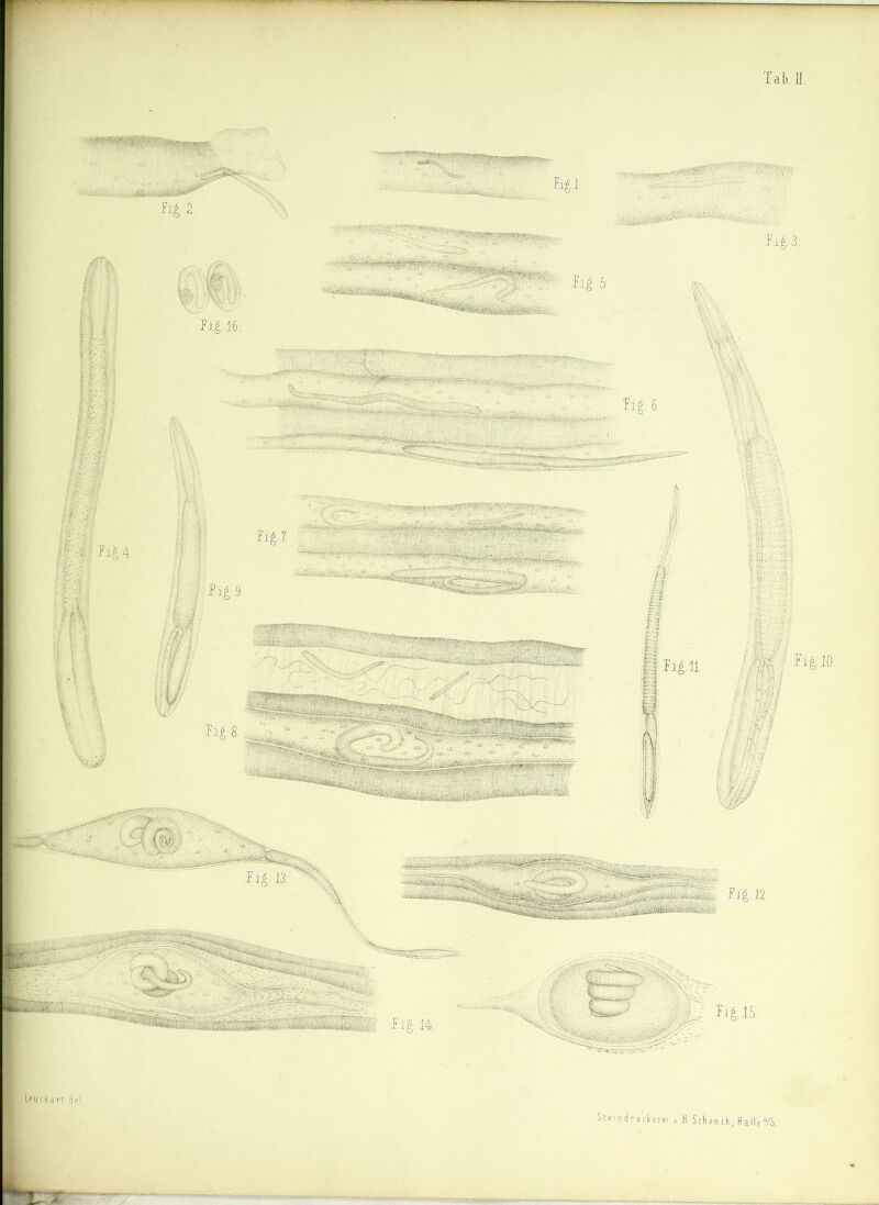 Leuckart. del. Stein dru'ckerei Sehend, Hallea/S.