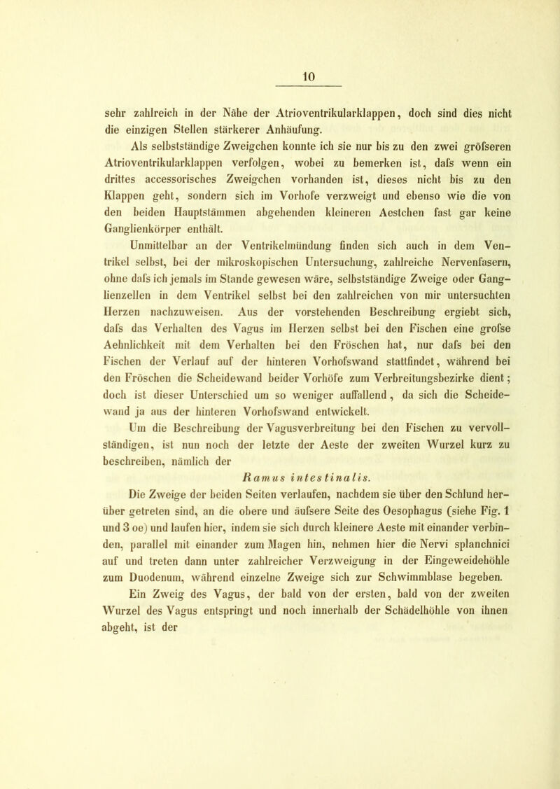 sehr zahlreich in der Nähe der Atrioventrikularklappen, doch sind dies nicht die einzigen Stellen stärkerer Anhäufung. Als selbstständige Zweigehen konnte ich sie nur bis zu den zwei gröfseren Atrioventrikularklappen verfolgen, wobei zu bemerken ist, dafs wenn ein drittes accessorisches Zweigehen vorhanden ist, dieses nicht bis zu den Klappen geht, sondern sich im Vorhofe verzweigt und ebenso wie die von den beiden Hauptstämmen abgehenden kleineren Aestchen fast gar keine Ganglienkörper enthält. Unmittelbar an der Ventrikelmündung finden sich auch in dem Ven- trikel selbst, bei der mikroskopischen Untersuchung, zahlreiche Nervenfasern, ohne dafs ich jemals im Stande gewesen wäre, selbstständige Zweige oder Gang- lienzellen in dem Ventrikel selbst bei den zahlreichen von mir untersuchten Herzen nachzuweisen. Aus der vorstehenden Beschreibung ergiebt sich, dafs das Verhalten des Vagus im Herzen selbst bei den Fischen eine grofse Aehnlichkeit mit dem Verhalten bei den Fröschen hat, nur dafs bei den Fischen der Verlauf auf der hinteren Vorhofswand stattfindet, während bei den Fröschen die Scheidewand beider Vorhöfe zum Verbreitungsbezirke dient; doch ist dieser Unterschied um so weniger auffallend, da sich die Scheide- wand ja aus der hinteren Vorhofs wand entwickelt. Um die Beschreibung der Vagusverbreitung bei den Fischen zu vervoll- ständigen, ist nun noch der letzte der Aeste der zweiten Wurzel kurz zu beschreiben, nämlich der Ramus intestinalis. Die Zweige der beiden Seiten verlaufen, nachdem sie über den Schlund her- über getreten sind, an die obere und äufsere Seite des Oesophagus (siehe Fig. 1 und 3 oe) und laufen hier, indem sie sich durch kleinere Aeste mit einander verbin- den, parallel mit einander zum Magen hin, nehmen hier die Nervi splanchnici auf und treten dann unter zahlreicher Verzweigung in der Eingeweidehöhle zum Duodenum, während einzelne Zweige sich zur Schwimmblase begeben. Ein Zweig des Vagus, der bald von der ersten, bald von der zweiten Wurzel des Vagus entspringt und noch innerhalb der Schädelhöhle von ihnen abgeht, ist der