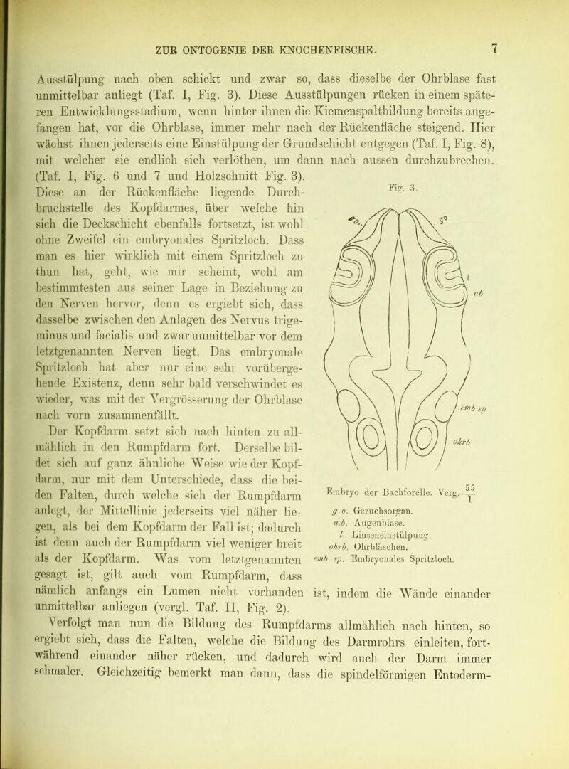 Fisr. 3. Ausstülpung nach oben schickt und zwar so, dass dieselbe der Ohrblase fast unmittelbar anliegt (Taf. I, Fig. 3). Diese Ausstülpungen rücken in einem späte- ren Entwicklungsstadium, wenn hinter ihnen die Kiemenspaltbildung bereits ange- fangen bat, vor die Ohrblase, immer mehr nach der Rückenfläche steigend. Hier wächst ihnen jederseits eine Einstülpung der Grundschicht entgegen (Taf. I, Fig. 8), mit welcher sie endlich sich verlöthen, um dann nach aussen durchzubrechen. (Taf. I, Fig. 6 und 7 und Holzschnitt Fig. 3). Diese an der Rückenfläche liegende Durch- bruchstelle des Kopfdarmes, über welche hin sich die Deckschicht ebenfalls fortsetzt, ist wohl ohne Zweifel ein embryonales Spritzloch. Dass man es hier wirklich mit einem Spritzloch zu thun hat, geht, wie mir scheint, wohl am bestimmtesten aus seiner Lage in Beziehung zu den Nerven hervor, denn es ergiebt sich, dass dasselbe zwischen den Anlagen des Nervus trige- minus und facialis und zwar unmittelbar vor dem letztgenannten Nerven liegt. Das embryonale Spritzloch hat aber nur eine sehr vorüberge- hende Existenz, denn sehr bald verschwindet es wieder, was mit der Yergrösserung der Ohrblase nach vorn zusammenfällt. Der Kopfdarm setzt sich nach hinten zu all- mählich in den Rumpfdarm fort. Derselbe bil- det sich auf ganz ähnliche Weise wie der Kopf- darm, nur mit dem Unterschiede, dass die bei- den Falten, durch welche sich der Rumpfdarm anlegt, der Mittellinie jederseits viel näher lie- gen, als bei dem Kopfdarm der Fall ist; dadurch ist denn auch der Rumpfdarm viel weniger breit als der Kopfdarm. Was vom letztgenannten gesagt ist, gilt auch vom Rumpfdarm, dass nämlich anfangs ein Lumen nicht vorhanden ist, indem die Wände einander unmittelbar anliegen (vergl. Taf. II, Fig. 2). Verfolgt man nun die Bildung des Rumpfdarms allmählich nach hinten, so ergiebt sich, dass die Falten, welche die Bildung des Darmrohrs einleiten, fort- während einander näher rücken, und dadurch wird auch der Darm immer schmaler. Gleichzeitig bemerkt man dann, dass die spindelförmigen Entoderm- Embryo der Bachforelle. Verg. g.o. Geruchsorgan. a.b. Augenblase. I. Linseneinstülpung. ohrb. Ohrbläschen. emb. sp. Embryonales Spritzloch.