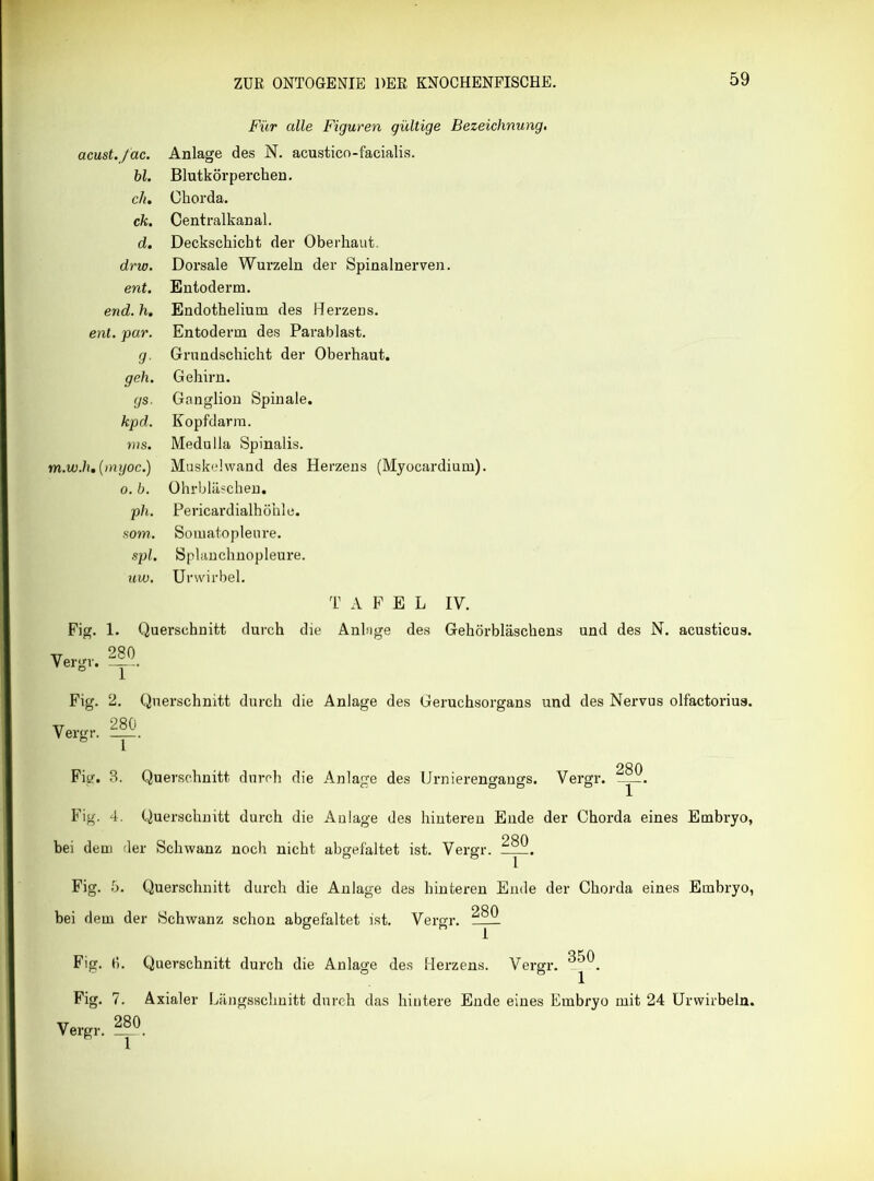 Für alle Figuren gültige Bezeichnung. acust./ac. Anlage des N. acustico-facialis. bl. Blutkörperchen. du Chorda. ck. Centralkanal. d. Deckschicht der Oberhaut. drw. Dorsale Wurzeln der Spinalnerven. ent. Entoderm. end. h. Endothelium des Herzens. ent. par. Entoderm des Parablast. 9- Grundschicht der Oberhaut. geh. Gehirn. gs. Ganglion Spinale. kpd. Kopfdarra. ms. Medulla Spinalis. m.w.h, (myoc.) Muskel wand des Herzens (Myocardium). o. b. Ohrbläschen. ph. Pericardialh öhl e. som. Somatoplenre. spl. Splanchnopleure. uw. Urwirbel. T A F E L IV. Fig. 1. Querschnitt durch die Anlage des Gehörbläschens und des N. acusticua. Vergr. Fig. 2. Querschnitt durch die Anlage des Geruchsorgans und des Nervus olfactoriua. Vergr. H®“ 280 Fig. B. Querschnitt durch die Anlage des Urnierengangs. Vergr. Fig. 4. Querschnitt durch die Anlage des hinteren Ende der Chorda eines Embryo, bei dem der Schwanz noch nicht abgefältet ist. Vergr. 280 Fig. 5. Querschnitt durch die Anlage des hinteren Ende der Chorda eines Embryo, bei dem der Schwanz schon abgefaltet ist. Vergr. ^0 Fig. (i. Querschnitt durch die Anlage des Herzens. Vergr. 350 1 ‘ Fig. 7. Axialer Längsschnitt durch das hintere Ende eines Embryo mit 24 Urwirbeln. 280