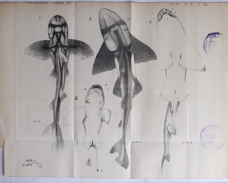 i iiAnuuuimio—rnimprrnr % Nat. S