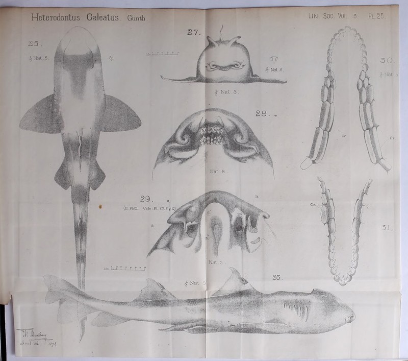 Heterodontus Galeatus. Gunth