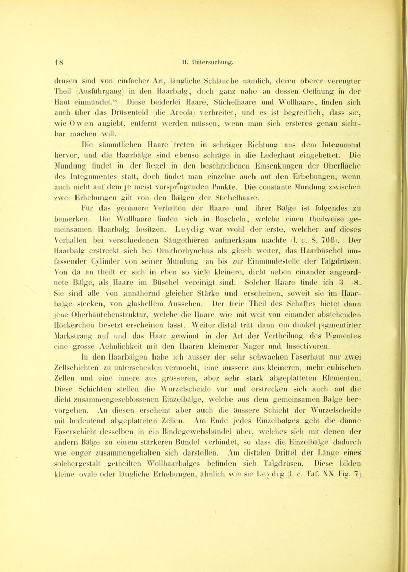 driisen sind von einfacher Art, längliche Schläuche nämlich, deren oberer verengter Theil lAiisführgang) in den Haarbalg, doch ganz nalie an dessen OelTnung in der Haut einmündet.“ Diese beiderlei Haare, Stichelhaare und Wollhaare, finden sich auch über das Drüsenfeld die Areola) verbreitet, und es ist begreiflich, dass sie, wie Owen angiebt, entfernt werden müssen, wenn man sich ersteres genau sicht- bar machen will. Die sämmtlichen Haare treten in schräger Richtung aus dem Integument hervor, und die Haarbälge sind ebenso schräge in die Lederhaut eingebettet. Die iMündung findet in der Regel in den beschriebenen Einsenkungen der Oberfläche des Integumentes statt, doch findet man einzelne auch auf den Erhebungen, wenn auch nicht auf dem je meist vorsprmgenden Punkte. Die constante Mündung zwischen zwei Erhebungen gilt von den Bälgen der Stichelhaare. Für das genauere Verhalten der Haare und ihrer Bälge ist folgendes zu bemerken. Die Wollhaare finden sich in Büscheln, welche einen theilweise ge- meinsamen Haarbalg besitzen. Leydig war wohl der erste, welcher auf dieses Verhalten bei verschiedenen Säugethieren aufmerksam machte (1. c. S. 70C). Der Haarbalg erstreckt sich bei Ornithorhynchus als gleich weiter, das Haarbüschel um- fassender Gylinder von seiner Mündung an bis zur Einmündestelle der Talgch-üsen. Von da an theilt er sich in eben so viele kleinere, dicht neben einander angeord- nete Bälge, als Haare im Büschel vereinigt sind. Solcher Haare finde ich 3 — 8. Sie sind alle von annähernd gleicher Stärke und erscheinen, soweit sie im Haar- balge stecken, von glashellem Aussehen. Der freie Theil des Schaftes bietet dann jene Oberhäutchenstruktur, welche die Haare wöe mit weit von einander abstelienden llöckerchen besetzt erscheinen lässt. Weiter distal tritt dann ein dunkel pigmentlrter Markstrang auf und das Haar gewinnt in der Art der Vertheihmg des Pigmentes eine grosse Aehnlichkeit mit den Haaren kleinerer Nager und Insectivoren. In den Haarbälgen halie ich ausser der sehr schwachen Faserhaut nur zwei Zellschichten zu unterscheiden vermocht, eine äussere aus kleineren, mehr cubischen Zellen und eine innere aus grösseren, aller sehr stark abgeplatteten Elementen. Diese Schichten stellen die Wurzelscheide vor und erstrecken sich auch auf die dicht zusammengeschlossenen Einzelbälge, welche aus dem gemeinsamen Balge her- vorgehen. An diesen erscheint aber auch die äussere Schiclit der Wurzelscheide mit bedeutend abgeplatteten Zellen. Am Ende jedes Einzelbalges geht die dünne Faserschicht desselben in ein Bindegewebsbündel über, welches sich mit denen der andern Bälge zu einem stärkeren Bündel verbindet, so dass die Einzelbälge dadurch wie enger zusammengehalten sich darstellen. Am distalen Drittel der Länge eines solchergestalt getheilten Wollhaarbalges befinden sich Talgdrüsen. Diese bilden kleine ovale oder längliche Erhebungen, ähnlich wie sie Leydig (I. c. Taf. XX Fig. 7)