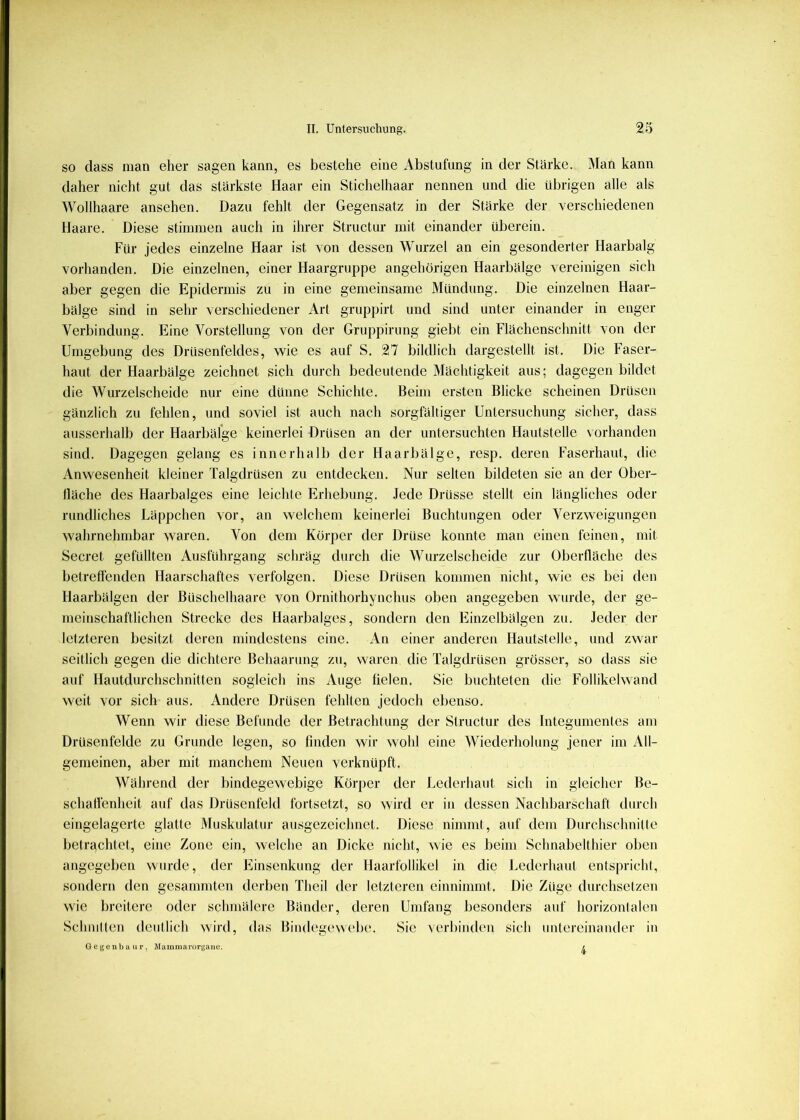 so dass man eher sagen kann, es bestehe eine Abstufung in der Stärke. Man kann daher nicht gut das stärkste Haar ein Stichelhaar nennen und die ülirigen alle als Wollhaare ansehen. Dazu fehlt der Gegensatz in der Stärke der verschiedenen Haare. Diese stimmen auch in ihrer Structur mit einander überein. Für jedes einzelne Haar ist von dessen Wurzel an ein gesonderter Haarbalg vorhanden. Die einzelnen, einer Haargruppe angehorigen Haarbälge vereinigen sich aber gegen die Epidermis zu in eine gemeinsame Mündung. Die einzelnen Haar- bälge sind in sehr verschiedener Art gruppirt und sind unter einander in enger Verbindung. Eine Vorstellung von der Gruppirung giebt ein Flächenschnitt von der Umgebung des Drüsenfeldes, wie es auf S. 27 bildlich dargestellt ist. Die Faser- haut der Haarbälge zeichnet sich durch bedeutende Mächtigkeit aus; dagegen bildet die Wurzelscheide nur eine dünne Schichte. Beim ersten Blicke scheinen Drüsen gänzlich zu fehlen, und soviel ist auch nach sorgfältiger Untersuchung sicher, dass ausserhalb der Haarbäfge keinerlei Drüsen an der untersuchten Hautstelle vorhanden sind. Dagegen gelang es innerhalb der Haarbälge, resp. deren Faserhaut, die Anwesenheit kleiner Talgdrüsen zu entdecken. Nur selten bildeten sie an der Ober- fläche des Haarbalges eine leichte Erhebung. Jede Drüsse stellt ein längliches oder rundliches Läppchen vor, an welchem keinerlei Buchtungen oder Verzweigungen wahrnehmbar waren. Von dem Körper der Drüse konnte man einen feinen, mit Secret gefüllten Ausführgang schräg durch die Wurzelscheide zur Oberfläche des betreffenden Haarschaftes verfolgen. Diese Drüsen kommen nicht, wie es bei den Haarbälgen der Büschelhaare von Ornithorhynchus oben angegeben wurde, der ge- meinschaftlichen Strecke des Haarbalges, sondern den F]inzelbälgen zu. Jeder der letzteren besitzt deren mindestens eine. An einer anderen Hautstelle, und zwar seitlich gegen die dichtere Behaarung zu, waren die Talgdrüsen grösser, so dass sie auf Hautdurchschnitten sogleich ins Auge fielen. Sie buchtefen die Follikelwand weit vor sich aus. Andere Drüsen fehlten jedoch ebenso. Wenn wir diese Befunde der Betrachtung der Structur des Integumentes am Drüsenfelde zu Grunde legen, so finden wir wohl eine Wiederholung jener im All- gemeinen, aber mit manchem Neuen verknüpft. Während der bindegewebige Körper der Lederhaut sicli in gleicher Be- schaffenheit auf das Drüsenfeld fortsetzt, so wird er in dessen Nacldjarschaft durch eingelagerte glatte Muskulatur ausgezeichnet. Diese nimmt, auf dem Durchschnitte betrachtet, eine Zone ein, welche an Dicke nicht, wie es beim Schnabelthier oben angegeben wurde, der Einsenkung der Haarfollikel in die Lederhaut entspricht, sondern den gesummten derben Theil der letzteren einnimmt. Die Züge durchsetzen wie breitere oder schmälere Bänder, deren Umfang besonders auf horizontalen Schinifen deutlich wird, das Bindegewebe. Sie verbinden sich untereinamler in Gegenbaur, Jlammarurgane. r