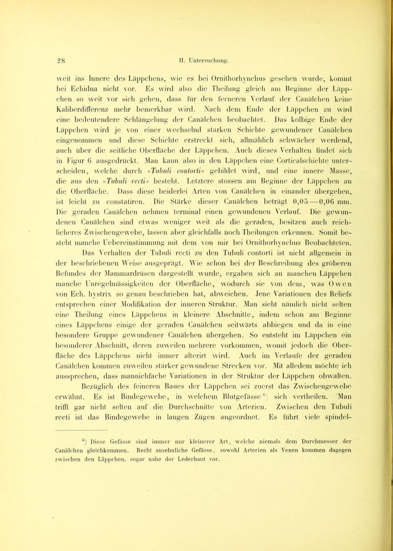 weil ins Innere des Läppchens, wie es bei Ornilhorhynchns gesehen ^Mn•de, küiiimt bei Echidna nicht vor. Es wird also die Theihing gleich am Beginne der Läpp- chen so weit vor sich gehen, dass für den ferneren Verlauf der Canalchen keine Kaliberditferenz mehr bemerkbar wird. Nach dem Ende der Läppchen zu wird eine bedeutendere Schlängelung der Canülchen beobachtet. Das kolbige Ende der Läppchen wird je von einer wechselnd starken Schichte gewundener Canülchen eingenommen und diese Schichte erstreckt sich, allmählich schwüclier werdend, auch über die seitliche Oberllache der Lüppchen. Auch dieses Verhalten findet sich in Figur 6 ansgedrückt. iMan kann also in den Lüppchen eine (iorticalschichte unter- scheiden, welche durch vTiihuli contortiv gebildet wird, und eine innere Masse, die aus den nTubuli reelle besteht. Letztere stossen am Beginne der Lüppchen an die Obertlüche. Dass diese beiderlei Arten von Canülchen in einander übergehen, ist leicht zu constatiren. Die Stürke dieser Canülchen betrügt 0,05 — 0,06 mm. Die geraden Canülchen nehmen terminal einen gewundenen Verlauf. Die gewun- denen Canülchen sind etwas weniger weit als die geraden, besitzen auch reich- licheres Zwischengewebe, lassen aber gleichfalls noch Theihmgen erkennen. Somit be- steht manche Uebereinstimmnng mit dem von mir bei Ornilliorhynclms Beobachteten. Das Verhalten der Tubuli recti zu den Tulndi contorti ist nicht allgemein in der beschriebenen Weise ausge])rügt. Wie schon bei der Beschreibung des gröberen Befundes der iMammardrüsen dargestellt wurde, ergaben sich an manchen Lüppchen manche Unregehnüssigkeiten der Obertlüche, wodurch sie von dem, w^as Ow^en von Ech. hystrix so genau beschrieben hat, abweichen. Jene Variationen des Reliefs entsprechen einer ^Modifikation der inneren Struktur. Man sieht nümlich nicht selten eine Theihing eines Lüppchens in kleinere Absclmitte, indem schon am Beginne eines Lüppchens einige der geraden Canülchen seitw'ürts abbiegen und da in eine besondere Gruppe gewundener Canülchen übergehen. So entsteht im Lüppchen ein besonderer Abschnitt, deren zuweilen mehrere Vorkommen, womit jedoch die Ober- tlüche des Lüppchens nicht immer alterirt wird. Auch im Verlaufe der geraden Canülchen kommen zuweilen stürker gewundene Strecken vor. Mit alledem mochte ich aussprechen, dass mannichfache Variationen in der Struktur der Lüjipchen obwalten. Bezüglich des feineren Baues der Lüppchen sei zuei’st das Zwischengew^ebc erwühnt. Es ist Bindegewebe, in welchem Blutgefüsse^) sich vertheilen. Man tritl'l gar nicht selten auf die Durchschnitte von Arterien. Zwischen den Tubuli recti ist das Bindegewebe in langen Zügen angeordnet. Es führt viele spindel- *) Diese Gefässe sind immer nur kleinerer Art, welche niemals dem Durchmesser der Canülchen gleichkommen. Recht ansehnliche Gefässe, sowohl Arterien als Venen kommen dagegen zwischen den Läppchen, sogar nahe der Lederhaut vor.