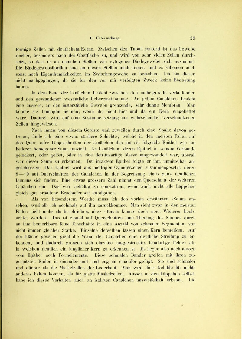 förmige Zellen mit deutlichem Kerne. Zwischen den Tubuli contorti ist das Gewebe reicher, besonders nach der Oberfläche zu, und wird von sehr vielen Zellen durch- setzt, so dass es an manchen Stellen wie cytogenes Bindegewebe sich ausnimmt. Die Bindegewebsfibrillen sind an diesen Stellen auch feiner, und es scheinen auch sonst noch Eigentliümlichkeiten im Zwiscliengewebe zu bestehen. Ich bin diesen nicht nachgegangen, da sie für den von mir verfolgten Zweck keine Bedeutung haben. In dem Baue der Canälchen besteht zwischen den mehr gerade verlaufenden und den gewundenen wesentliche Uebereinstimmung. An jedem Canälchen besteht eine äussere, an das insterstitielle Gewebe grenzende, sehr dünne Membran. Man könnte sie homogen nennen, wenn ihr nicht hier und da ein Kern eingebettet wäre. Dadurch wird auf eine Zusammensetzung aus wahrscheinlich verschmolzenen Zellen hingewiesen. Nach innen von diesem Gerüste und zuweilen durch eine Spalte davon ge- trennt, finde ich eine etwas stärkere Schichte, welche in den meisten Fällen auf den Quer- oder Längsschnitten der Canälchen das auf sie folgende Epithel wie ein hellerer homogener Saum umzieht. An Canälchen, deren Epithel in seinem Verbände gelockert, oder gelöst, oder in eine detritusartige Masse umgewandelt war, übei’all war dieser Saum zu erkennen. Bei intaktem Epithel folgte er ihm unmittelbar an- geschlossen. Das Epithel wird aus niedrigen Cylinderzellen zusammengesetzt, deren 8—10 auf Querschnitten der Canälchen in der Begrenzung eines ganz deutlichen Lumens sich finden. Eine etwas grössere Zahl nimmt den Querschnitt der weiteren Canälchen ein. Das war vielfältig zu constatiren, wenn auch nicht alle Läppchen gleich gut erhaltene Beschaffenheit kundgaben. Als von besonderem Werthe muss ich den vorhin erwähnten »Saum« an- sehen, weshalb ich nochmals auf ihn zurückkomme. Man sieht zwar in den meisten Fällen nicht mehr als beschrieben, aber oftmals konnte doch noch Weiteres beob- achtet werden. Das ist einmal auf Querschnitten eine Thellung des Saumes durch an ihm bemerkbare feine Einschnitte in eine Anzahl von schmalen Segmenten, von nicht immer gleicher Stärke. Einzelne derselben lassen einen Kern bemerken. Auf der Fläche gesehen giebt die Wand der Canälchen eine deutliche Streifung zu er- kennen, und dadurch grenzen sich einzelne langgestreckte, bandartige Felder ab, in welchen deutlich ein länglicher Kern zu erkennen ist. Es liegen also nach aussen vom Epithel noch Formelemente. Diese schmalen Bänder greifen mit ihren zu- gespitzten Enden in einander und sind eng an einander gefügt. Sie sind schmaler und dünner als die Muskelzellen der Lederhaut. Man wird diese Gebilde für nichts anderes halten können, als für glatte Muskelzellen. Ausser in den Läppchen selbst, habe ich dieses Verhalten auch an isolirten Canälchen unzweifelhaft erkannt. Die
