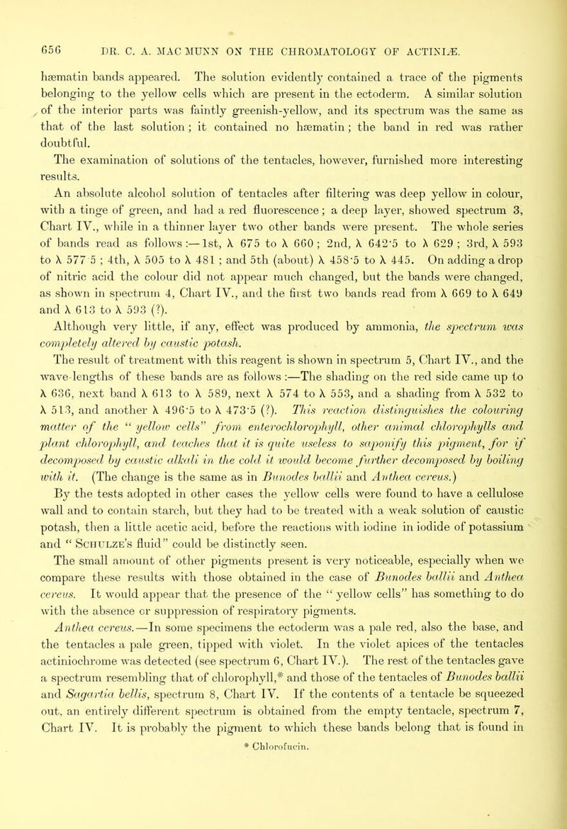 hsematin bands appeared. The solution evidently contained a trace of the pigments belonging to the yellow cells which are present in the ectoderm. A. similar solution of the interior parts was faintly greenish-yellow, and its spectrum was the same as that of the last solution; it contained no hsematin ; the band in red was rather doubtful. The examination of solutions of the tentacles, however, furnished more interesting results. An absolute alcohol solution of tentacles after filtering was deep yellow in colour, with a tinge of green, and had a red fluorescence; a deep layer, showed spectrum 3, Chart IV., while in a thinner layer two other bands were present. The whole series of bands read as follows :—1st, X 675 to X 660 ; 2nd, X 642'5 to X 629 ; 3rd, X 593 to X 577'5 ; 4th, X 505 to X 481 ; and 5th (about) X 458-5 to X 445. On adding a drop of nitric acid the colour did not appear much changed, but the bands were changed, as shown in spectrum 4, Chart IV., and the first two bands read from X 669 to X 649 and X 613 to X 593 (?). Although very little, if any, effect was produced by ammonia, the spectrum was completely altered by caustic potash. The result of treatment with this reagent is shown in spectrum 5, Chart IV., and the wave-lengths of these bands are as follows :—The shading on the red side came up to X 636, next band X 613 to X 589, next X 574 to X 553, and a shading from X 532 to X 513, and another X 496'5 to X 473'5 (?). This reaction distinguishes the colouring matter of the “ yellow cells” from enterochlorophyll, other animal chlorophylls and plant chlorophyll, and teaches that it is quite useless to saponify this pigment, for if decomposed by caustic alkali in the cold it would become further decomposed by boiling with it. (The change is the same as in Bunodes ballii and Anthea cereus.) By the tests adopted in other cases the yellow cells were found to have a cellulose wall and to contain starch, but they had to be treated with a weak solution of caustic potash, then a little acetic acid, before the reactions with iodine in iodide of potassium and “ Schulze’s fluid” could be distinctly seen. The small amount of other pigments present is very noticeable, especially when we compare these results with those obtained in the case of Bunodes ballii and Anthea cereus. It would appear that the presence of the “ yellow cells” has something to do with the absence or suppression of respiratory pigments. Anthea cereus.—In some specimens the ectoderm was a pale red, also the base, and the tentacles a pale green, tipped with violet. In the violet apices of the tentacles actiniochrome was detected (see spectrum 6, Chart IV.). The rest of the tentacles gave a spectrum resembling that of chlorophyll,* and those of the tentacles of Bunodes ballii and Sagartia bellis, spectrum 8, Chart IV. If the contents of a tentacle be squeezed out, an entirely different spectrum is obtained from the empty tentacle, spectrum 7, Chart IV. It is probably the pigment to which these bands belong that is found in # Chlorofucin.