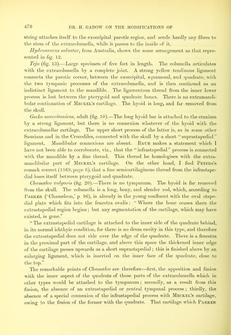 string attaches itself to the exoccipital parotic region, and sends hardly any fibres to the stem of the extracolumella, while it passes to the inside of it. Hydrosaurus salvator, from Australia, shows the same arrangement as that repre- sented in fig. 12. Teju (fig. 13).—Large specimen of five feet in length. The columella articulates with the extracolumella by a complete joint. A strong yellow tendinous ligament connects the parotic corner, between the exoccipital, squamosal, and quadrate, with the two tympanic processes of the extracolumella, and is then continued as an indistinct ligament to the mandible. The ligamentous thread from the inner lower process is lost between the pterygoid and quadrate bones. There is no extramandi- bular continuation of Meckel’s cartilage. The hyoid is long, and far removed from the skull. GecJco mauritanicus, adult (fig. 10).—The long hyoid bar is attached to the cranium by a strong ligament, but there is no connexion whatever of the hyoid with the extracolumellar cartilage. The upper short process of the latter is, as in some other Saurians and in the Crocodiles, connected with the skull by a short “ suprastapedial ” ligament. Mandibular connexions are absent. Baur makes a statement which I have not been able to corroborate, viz., that the “infrastapedial ” process is connected with the mandible by a finn thread. This thread he hoinologises with the extra- mandibular part of Meckel’s cartilage. On the other hand, I find Peters’s remark correct (1869, page 6), that a fine semicartilaginous thread from the infrastape- dial loses itself between pterygoid and quadrate. Chamceleo vulgaris (fig. 20).—There is no tympanum. The hyoid is far removed from the skull. The columella is a long, bony, and slender rod, which, according to Parker (‘Chameleon,’ p. 96), is already in the young confluent with the oval stape- dial plate which fits into the fenestra ovalis : “ Where the bone ceases there the extrastapedial region begins; but any segmentation of the cartilage, which may have existed, is gone.” “ The extrastapedial cartilage is attached to the inner side of the quadrate behind, in its normal ichthyic condition, for there is no drum cavity in this type, and therefore the extrastapedial does not ride over the edge of the quadrate. There is a fenestra in the proximal part of the cartilage, and above this space the thickened inner edge of the cartilage passes upwards as a short suprastapedial; this is finished above by an enlarging ligament, which is inserted on the inner face of the quadrate, close to the top.” The remarkable points of Chamceleo are therefore—first, the apposition and fusion with the inner aspect of the quadrate of those parts of the extracolumella which in other types would be attached to the tympanum; secondly, as a result from this fusion, the absence of an extrastapedial or central tympanal process ; thirdly, the absence of a special connexion of the infrastapedial process with Meckel’s cartilage, owing to the fusion of the former with the quadrate. That cartilage which Parker