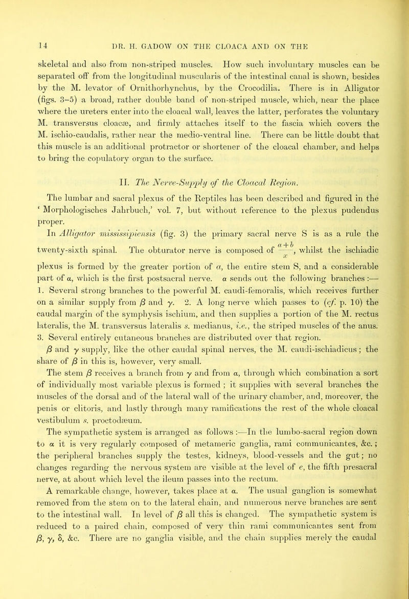skeletal aud also from non-striped muscles. How such involuntary muscles can be separated off from the longitudinal muscularis of the intestinal canal is shown, besides by the M. levator of Ornithorhynchus, by the Crocodilia. There is in Alligator (figs. 3-5) a broad, rather double band of non-striped muscle, which, near the place where the ureters enter into the cloacal wall, leaves the latter, perforates the voluntary M. transversus cloacae, and firmly attaches itself to the fascia which covers the M. ischio-caudalis, rather near the medio-ventral line. There can be little doubt that this muscle is an additional protractor or shortener of the cloacal chamber, and helps to bring the copulatory organ to the surface. II. The Nerve-Supply of the Cloacal Region. The lumbar and sacral plexus of the Reptiles has been described and figured in the ‘ Morphologisches Jahrbuch,’ vol. 7, but without reference to the plexus pudendus proper. In Alligator mississipiensis (fig. 3) the primary sacral nerve twenty-sixth spinal. The obturator nerve is composed of ( + x S is as a rule the whilst the ischiadic plexus is formed by the greater portion of a, the entire stem S, and a considerable part of a, which is the first postsacral nerve, a sends out the following branches 1. Several strong branches to the powerful M. caudi-femoralis, which receives further on a similar supply from ft and y. 2. A long nerve which passes to (cf p. 10) the caudal margin of the symphysis ischium, and then supplies a portion of the M. rectus lateralis, the M. transversus lateralis 5. medianus, i.e., the striped muscles of the anus. 3. Several entirely cutaneous branches are distributed over that region. /3 and y supply, like the other caudal spinal nerves, the M. caudi-ischiadicus; the share of f3 in this is, however, very small. The stem /3 receives a branch from y and from a, through which combination a sort of individually most variable plexus is formed ; it supplies with several branches the muscles of the dorsal and of the lateral wall of the urinary chamber, and, moreover, the penis or clitoris, and lastly through many ramifications the rest of the whole cloacal vestibulum s. proctodseum. The sympathetic system is arranged as follows :—In the lumbo-sacral region down to a it is very regularly composed of metameric ganglia, rami communicantes, &c.; the peripheral branches supply the testes, kidneys, blood-vessels and the gut; no changes regarding the nervous system are visible at the level of e, the fifth presacral nerve, at about which level the ileum passes into the rectum. A remarkable change, however, takes place at a. The usual ganglion is somewhat removed from the stem on to the lateral chain, and numerous nerve branches are sent to the intestinal wall. In level of fi all this is changed. The sympathetic system is reduced to a paired chain, composed of very thin rami communicantes sent from /3, y, 8, &c. There are no ganglia visible, and the chain supplies merely the caudal