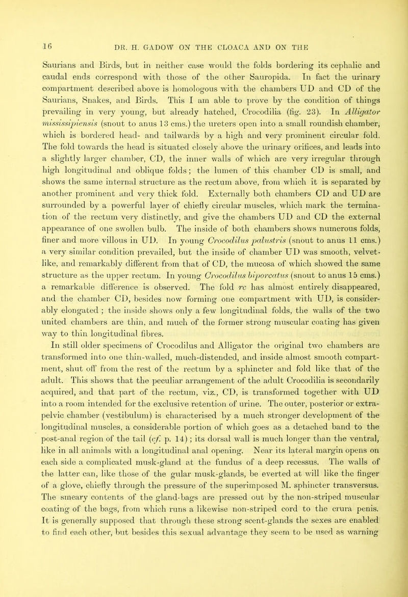 Saurians and Birds, but in neither case would the folds bordering its cephalic and caudal ends correspond with those of the other Sauropida. In fact the urinary compartment described above is homologous with the chambers UD and CD of the Saurians, Snakes, and Birds. This I am able to prove by the condition of things prevailing in very young, but already hatched, Crocodilia (fig. 23). In Alligator mississipiensis (snout to anus 13 cms.) the ureters open into a small roundish chamber, which is bordered head- and tailwards by a high and very prominent circular fold. The fold towards the head is situated closely above the urinary orifices, and leads into a slightly larger chamber, CD, the inner walls of which are very irregular through high longitudinal and oblique folds; the lumen of this chamber CD is small, and shows the same internal structure as the rectum above, from which it is separated by another prominent and very thick fold. Externally both chambers CD and UD are surrounded by a powerful layer of chiefly circular muscles, which mark the termina- tion of the rectum very distinctly, and give the chambers UD and CD the external appearance of one swollen bulb. The inside of both chambers shows numerous folds, finer and more villous in UD. In young Crocodilus palustris (snout to anus 11 cms.) a very similar condition prevailed, but the inside of chamber UD was smooth, velvet- like, and remarkably different from that of CD, the mucosa of which showed the same structure as the upper rectum. In young Crocodilus biporcatus (snout to anus 15 cms.) a remarkable difference is observed. The fold rc has almost entirely disappeared, and the chamber CD, besides now forming one compartment with UD, is consider- ably elongated ; the inside shows only a few longitudinal folds, the walls of the two united chambers are thin, and much of the former strong muscular coating has given way to thin longitudinal fibres. In still older specimens of Crocodilus and Alligator the original two chambers are transformed into one thin-walled, much-distended, and inside almost smooth compart- ment, shut oft’ from the rest of the rectum by a sphincter and fold like that of the adult. This shows that the peculiar arrangement of the adult Crocodilia is secondarily acquired, and that part of the rectum, viz., CD, is transformed together with UD into a room intended for the exclusive retention of urine. The outer, posterior or extra- pelvic chamber (vestibulum) is characterised by a much stronger development of the longitudinal muscles, a considerable portion of which goes as a detached band to the post-anal region of the tail (cf p. 14); its dorsal wall is much longer than the ventral, like in all animals with a longitudinal anal opening. Near its lateral margin opens on each side a complicated musk-gland at the fundus of a deep recessus. The walls of the latter can, like those of the gular musk-glands, be everted at will like the finger of a glove, chiefly through the pressure of the superimposed M. sphincter transversus. The smeary contents of the gland-bags are pressed out by the non-striped muscular coating of the bags, from which runs a likewise non-striped cord to the crura penis. It is generally supposed that through these strong scent-glands the sexes are enabled to find each other, but besides this sexual advantage they seem to be used as warning