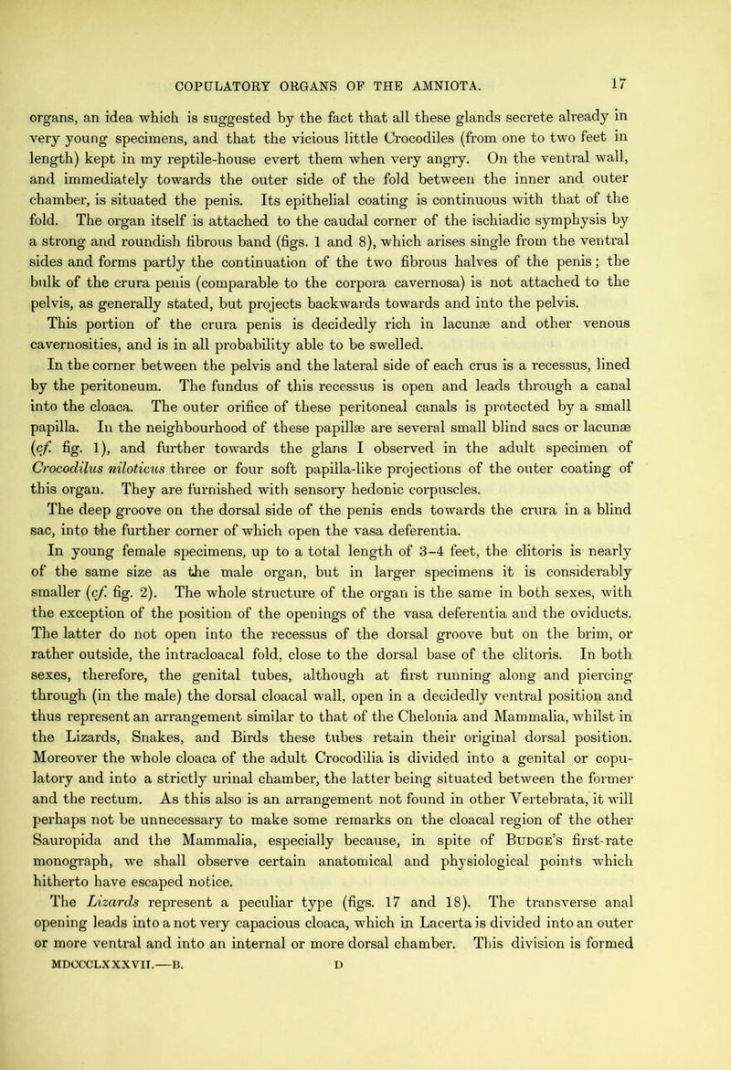 organs, an idea which is suggested by the fact that all these glands secrete already in very young specimens, and that the vicious little Crocodiles (from one to two feet in length) kept in my reptile-house evert them when very angry. On the venti’al wall, and immediately towards the outer side of the fold between the inner and outer chamber, is situated the penis. Its epithelial coating is continuous with that of the fold. The organ itself is attached to the caudal corner of the ischiadic symphysis by a strong and roundish fibrous band (figs. 1 and 8), which arises single from the ventral sides and forms partly the continuation of the two fibrous halves of the penis; the bulk of the crura penis (comparable to the corpora cavernosa) is not attached to the pelvis, as generally stated, but projects backwards towards and into the pelvis. This portion of the crura penis is decidedly rich in lacunae and other venous cavernosities, and is in all probability able to be swelled. In the corner between the pelvis and the lateral side of each crus is a recessus, lined by the peritoneum. The fundus of this recessus is open and leads through a canal into the cloaca. The outer orifice of these peritoneal canals is protected by a small papilla. In the neighbourhood of these papillae are several small blind sacs or lacunae (cf. fig. 1), and further towards the glans I observed in the adult specimen of Crocodilus niloticus three or four soft papilla-like projections of the outer coating of this organ. They are furnished with sensory hedonic corpuscles. The deep groove on the dorsal side of the penis ends towards the crura in a blind sac, into the further corner of which open the vasa deferentia. In young female specimens, up to a total length of 3-4 feet, the clitoris is nearly of the same size as the male organ, but in larger specimens it is considerably smaller (cf. fig. 2). The whole structure of the organ is the same in both sexes, with the exception of the position of the openings of the vasa deferentia and the oviducts. The latter do not open into the recessus of the dorsal groove but on the brim, or rather outside, the intracloacal fold, close to the dorsal base of the clitoris. In both sexes, therefore, the genital tubes, although at first running along and piercing through (in the male) the dorsal cloacal wall, open in a decidedly ventral position and thus represent an arrangement similar to that of the Chelonia and Mammalia, whilst in the Lizards, Snakes, and Birds these tubes retain their original dorsal position. Moreover the whole cloaca of the adult Crocodilia is divided into a genital or copu- latory and into a strictly urinal chamber, the latter being situated between the former and the rectum. As this also is an arrangement not found in other Vertebrata, it will perhaps not be unnecessary to make some remarks on the cloacal region of the other Sauropida and the Mammalia, especially because, in spite of Budge’s first-rate monograph, we shall observe certain anatomical and physiological points which hitherto have escaped notice. The Lizards represent a peculiar type (figs. 17 and 18). The transverse anal opening leads into a not very capacious cloaca, which in Lacertais divided into an outer or more ventral and into an internal or more dorsal chamber. This division is formed MDCCCLX XXVII. B. D