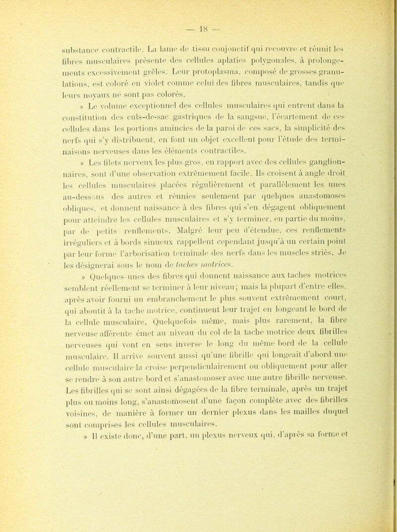 substance contractile. La laine de tissu conjonctif qui recouvre et réunit les fibres musculaires présente des cellnles aplaties poh’gonales, à prolonge- ments excessivement grêles. Leur protoplasma, composé de grosses granu- lations, est coloré en violet comme celui des fibres musculaires, tandis que leurs noyaux ne sont pas colorés. » Le volume exceptionnel des cellules musculaires qui entrent dans la constitution des culs-de-sac gastriques de la sangsue, l’écartement de ces cellules dans les portions amincies de la paroi de ces sacs, la simplicité des nerfs qui s’y distribuent, en font un objet excellent pour l’étude des termi- naisons nerveuses dans les éléments contractiles. » Les filets nerveux les plus gros, en rapport avec des cellnles ganglion- naires, sont d’une observation extrêmement facile. Ils croisent à angle droit les cellnles muscnlaires placées régnlièrement et parallèlement les unes au-dessous des autres et réunies senlement par quelques anastomoses obli(|nes, et donnent naissance à des fibres qui s’en dégagent obliquement pour atteindre les cellules musculaires et s’y terminer, en partie du moins, par de petits renflements. Malgré leur peu d’étendue, ces renflements irréguliers et abords sinueux rappellent cependant jusqu’à un certain point par leur forme l’arborisatimi terminale des nerfs dans les muscles striés. Je les désignerai sous le nom de taches motrices. » Quelques- unes des fibres qui donnent naissance aux faciles motrices semblent réellement se terminer à leur niveau; mais la pUq^art d’entre elles, après avoir fourni un embranchement le plus souvent extrêmement court, qui aboutit à la tache motrice, continuent leur trajet en longeant le bord de la cellule musculaire. Quelquefois même, mais plus rarement, la fibre nei’veuse afférente émet au niveau du col do la tache motrice deux fibrilles nerveuses qui vont en sens inverse le long du môme bord de la cellule musculaire. Il arrive souvent aussi qu’une fibrille qui longeait d’abord une cellule musculaire la croise perpendiculairement ou oblicpiement pour aller se rendre à son autre bord et s’anastomoser avec une antre fibrille nerveuse. Les fibrilles qui se sont ainsi dégagées de la fibre terminale, après un trajet plus ou moins long, s’anastomosent d’une façon complète avec des fibrilles voisines, de manière à former un dernier plexus dans les mailles duquel sont comprises les cellules musculaires. » Il existe donc, d’une part, un [)lexus nerveux qui, d’après sa forme et