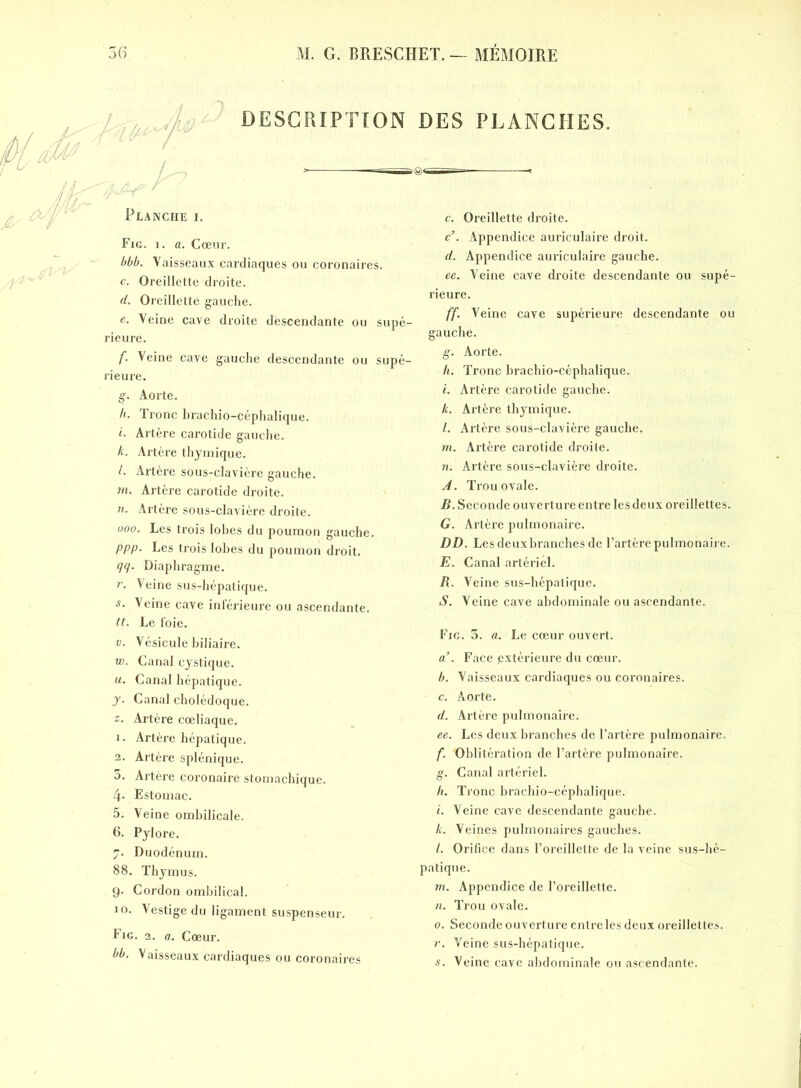 DESCRIPTION DES PLANCHES. Planche i. Fig. i. a. Cœur. bbb. Vaisseaux cardiaques ou coronaires. c. Oreillette droite. d. Oreillette gauche. e. Veine cave droite descendante ou supé- rieure. f. Veine cave gauche descendante ou supé- rieure. g. Aorte. h. Tronc brachio-céphalique. i. Artère carotide gauche. le. Artère thymique. l. Artère sous-clavière gauche. m. Artère carotide droite. n. Artère sous-clavière droite. 000. Les trois lobes du poumon gauche. P PP- Les trois lobes du poumon droit. qq. Diaphragme. r. Veine sus-hépatique. s. Veine cave inférieure ou ascendante. tt. Le foie. v. Vésicule biliaire. vo. Canal cystique. u. Canal hépatique. j. Canal cholédoque. z. Artère cœliaque, 1. Artère hépatique. 2. Artère splénique. à. Artère coronaire stomachique. 4- Estomac. 5. Veine ombilicale. 6. Pylore. 7. Duodénum. 88. Thymus. 9. Cordon ombilical. 10. Vestige du ligament suspenseur. Fig. 2. a. Cœur. bb. Vaisseaux cardiaques ou coronaires c. Oreillette droite. c. Appendice auriculaire droit. d. Appendice auriculaire gauche. ee. Veine cave droite descendante ou supé- rieure. ff. Veine cave supérieure descendante ou gauche. g. Aorte. h. Tronc brachio-céphalique. i. Artère carotide gauche. k. Artère thymique. l. Artère sous-clavière gauche. m. Artère carotide droite. n. Artère sous-clavière droite. A. Trou ovale. B. Seconde ouverture entre les deux oreillettes. G. Artère pulmonaire. DD. Lesdeuxbranchesde l’artère pulmonaire. E. Canal artériel. R. Veine sus-hépatique. S. Veine cave abdominale ou ascendante. Fig. 3. a. Le cœur ouvert. a’. Face extérieure du cœur. b. Vaisseaux cardiaques ou coronaires. c. Aorte. d. Artère pulmonaire. ee. Les deux branches de l’artère pulmonaire. f. Oblitération de l’artère pulmonaire. g. Canal artériel. h. Tronc brachio-céphalique. i. Veine cave descendante gauche. k. Veines pulmonaires gauches. /. Orifice dans l’oreillette de la veine sus-hé- patique. m. Appendice de l’oreillette. n. Trou ovale. 0. Seconde ouverture entre les deux oreillettes. r. Veine sus-hépatique. s. Veine cave abdominale ou ascendante.