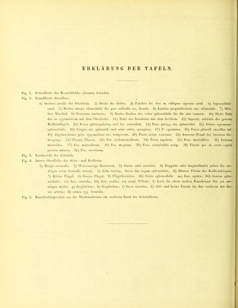 ERKLÄRUNG DER TAFELN. Fig. 1. Seitenfläche des Kranichfelder (Jenaer) Schädels. Fig. 2. Grundfläche desselben: . 1) lucisura nasalis des Stirnbeins. 2) Decke der Orbita. 3) Furchen fiir den m. obliquus superior oculi. 4) Supraorbital- rand. 5) Breiter margo ethmoidalis der pars orbitalis oss. frontis. 6) Lamina perpendicularis oss. ethmoidei. 7) Mitt- lere Muschel. 8) Processus uncinatus. 9) Breite Gruben der crista sphenoidalis für die alae vomeris. 10) Dicke Naht des os zygomaticum mit dem Oberkiefer. 11) Naht des Stirnbeins mit dem Jochbein. 12) Superfic. orbitalis des grossen Keilbeinflügels. 13) Fossa sphenopalatina und for. rotundum. 14) Proc. pteryg. oss. sphenoidei. 15) Sutura squamoso- sphenoidalis. 16) Corpus oss. sphenoid. und seine subst, spongiosa. 17) P. squamosa. 18) Fossa glenoid. maxillae inf. 19) Abgebrochener proc. zygomaticus oss. temporum. 20) Porus acust. externus. 21) Aeussere Wand des äusseren Ge- hörgangs. 22) Fissura Glaseri. 23) For. stylomastoideum. 24) Fossa jugularis. 25) Proc. mastoideus. 26) Incisura mastoidea. 27) For. mastoideum. 28) For. magnum. 29) Proc. cöndyloidei occip. 30) Fossae pro m. recto capitis postico minore. 31) For. caroticum. Fig. 3. Vordersicht des Schädels. Fig. 4. Innere Oberfläche des Stirn - und Keilbeins: 1) Margo coronalis. 2) Warzenartige Exostosen. 3) Starke sulci arteriosi. 4) Doppelte sulci longitudinales neben der nie- drigen crista frontalis interna. 5) Sella turcica, davor das jugum sphenoidale. 6) Hintere Fläche des Keilbeinkörpers. 7) Kleine Flügel. 8) Grosse Flügel. 9) Flügelfortsätze. 10) Crista sphenoidalis: aa) forr. optica; bb) üssurae sphe- noidales ; cc) forr. rotunda; dd) forr. ovalia; ec) canal. Vidiani; f) Loch für einen starken Knochenast der art. me- ningea media ; g) desgleichen; h) desgleichen; i) fossa carotica; k) tiefe und breite Furche für den vorderen Ast die- ser arteria ; 11) sutura zyg. frontalis.