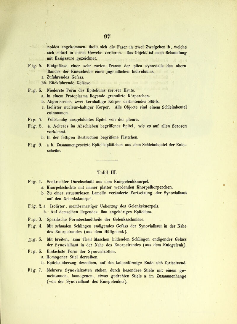 noidea angekommen, theilt sich die Faser in zwei Zweigehen b, welche sich sofort in ihrem Gewebe verlieren. Das Objekt ist nach Behandlung mit Essigsäure gezeichnet. Fig. 5. Blutgefässe einer sehr zarten Franse der plica synovialis des obern Randes der Kniescheibe eines jugendlichen Individuums. a. Zuführendes Gefäss. bb. Rück führende Gefässe. Fig. 6. Niederste Form des Epiteliums seröser Häute. a. In einem Protoplasma liegende granulirte Körperchen. b. Abgerissenes, zwei kernhaltige Körper darbietendes Stück. c. Isolirter nucleus-haltiger Körper. Alle Objecte sind einem Schleimbeutel entnommen. Fig. 7. Vollständig ausgebildetes Epitel von der pleura. Fig. 8. a. Aelteres im Abschieben begriffenes Epitel, wie es auf allen Serösen vorkömmt. b. In der fettigen Destruction begriffene Plättchen. Fig. 9. a. b. Zusammengesetzte Epitelialplättchen aus dem Schleimbeutel der Knie- scheibe. Tafel III. Fig. 1. Senkrechter Durchschnitt aus dem Kniegelenkknorpel. a. Knorpelschichte mit immer platter werdenden Knorpelkörperchen. b. Zu einer structurlosen Lamelle veränderte Fortsetzung der Synovialhaut auf den Gelenksknorpel. Fig. 2. a. Isolirter, membranartiger Ueberzug des Gelenksknorpels, b. Auf demselben liegendes, ihm angehöriges Epitelium. Fig. 3. Spezifische Formbestandtheile der Gelenksschmiere. Fig. 4. Mit schmalen Schlingen endigendes Gefäss der Synovialhaut in der Nähe des Knorpelrandes (aus dem Hüftgelenk). jig. 5. Mit breiten, zum Theil Maschen bildenden Schlingen endigendes Gefäss der Synovialhaut in der Nähe des Knorpelrandes (aus dem Kniegelenk). Fig. 6. Einfachste Form der Synovialzotten. a. Homogener Stiel derselben. b. Epitelialüberzug desselben, auf das kolbenförmige Ende sich fortsetzend. Fig. 7. Mehrere Synovialzotten stehen durch besondere Stiele mit einem ge- meinsamen, homogenen, etwas gedrehten Stiele a im Zusammenhänge (von der Synovialhaut des Kniegelenkes).