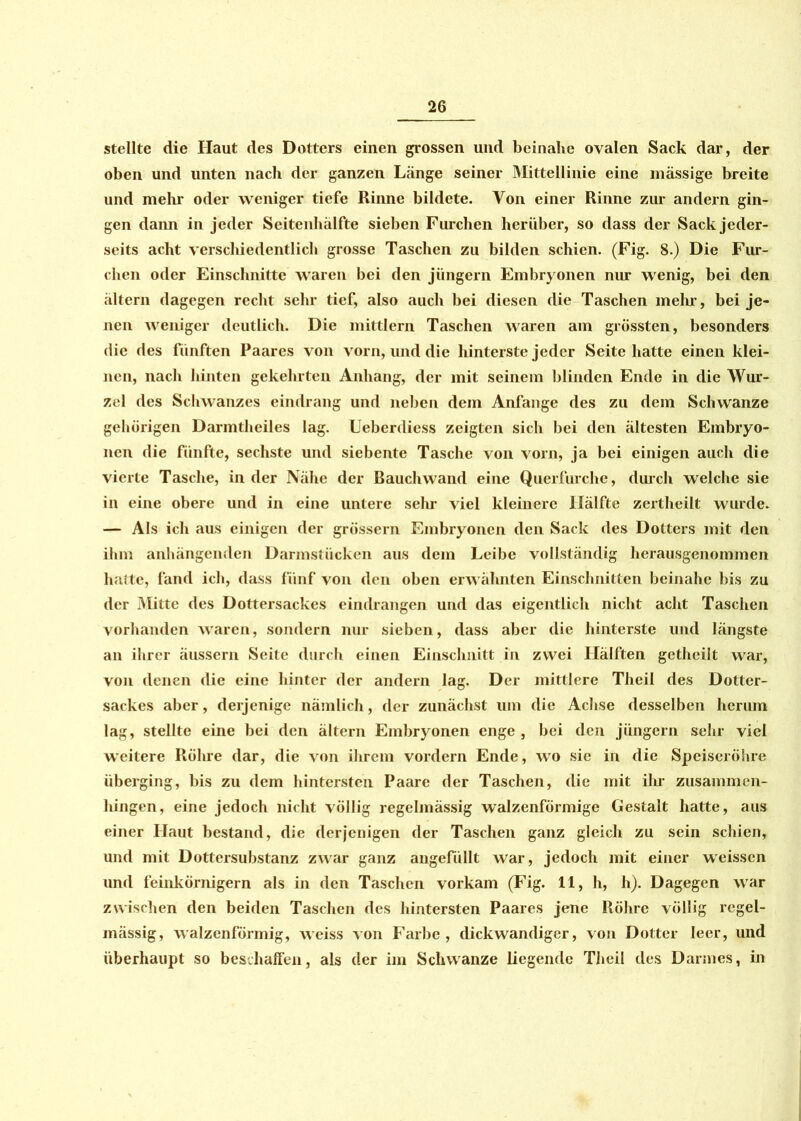 stellte die Haut des Dotters einen grossen und beinahe ovalen Sack dar, der oben und unten nach der ganzen Länge seiner Mittellinie eine mässige breite und mehr oder weniger tiefe Rinne bildete. Von einer Rinne zur andern gin- gen dann in jeder Seitenhälfte sieben Furchen herüber, so dass der Sack jeder- seits acht verschiedentlich grosse Taschen zu bilden schien. (Fig. 8.) Die Fur- chen oder Einschnitte waren bei den jüngern Embryonen nur wenig, bei den altern dagegen recht sehr tief, also auch bei diesen die Taschen mein, bei je- nen weniger deutlich. Die mittlern Taschen waren am grössten, besonders die des fünften Paares von vorn, und die hinterste jeder Seitchatte einen klei- nen, nach hinten gekehrten Anhang, der mit seinem blinden Ende in die Wur- zel des Schwanzes eindrang und neben dem Anfänge des zu dem Schwänze gehörigen Darmtheiles lag. Ueberdiess zeigten sich bei den ältesten Embryo- nen die fünfte, sechste und siebente Tasche von vorn, ja bei einigen auch die vierte Tasche, in der Nähe der Rauchwand eine Querfurche, durch welche sie in eine obere und in eine untere sein* viel kleinere Hälfte zertheilt wurde. — Als ich aus einigen der grossem Embryonen den Sack des Dotters mit den ihm anhängenden Darmstücken aus dem Leibe vollständig herausgenommen hatte, fand ich, dass fünf von den oben erwähnten Einschnitten beinahe bis zu der Mitte des Dottersackes eindrangen und das eigentlich nicht acht Taschen vorhanden waren, sondern nur sieben, dass aber die hinterste und längste an ihrer äussern Seite durch einen Einschnitt in zwei Hälften getheilt war, von denen die eine hinter der andern lag. Der mittlere Theil des Dotter- sackes aber, derjenige nämlich, der zunächst um die Achse desselben herum lag, stellte eine bei den ältern Embryonen enge, bei den jüngern sehr viel weitere Rölire dar, die von ihrem vordem Ende, wo sie in die Speiseröhre überging, bis zu dem hintersten Paare der Taschen, die mit ihr zusammen- hingen, eine jedoch nicht völlig regelmässig walzenförmige Gestalt hatte, aus einer Haut bestand, die derjenigen der Taschen ganz gleich zu sein schien, und mit Dottersubstanz zwar ganz angefüllt war, jedoch mit einer weissen und feinkörnigem als in den Taschen vorkam (Fig. 11, h, h). Dagegen war zwischen den beiden Taschen des hintersten Paares jene Röhre völlig regel- mässig, walzenförmig, weiss von Farbe, dickwandiger, von Dotter leer, und überhaupt so beschaffen, als der im Schwänze liegende Theil des Darmes, in