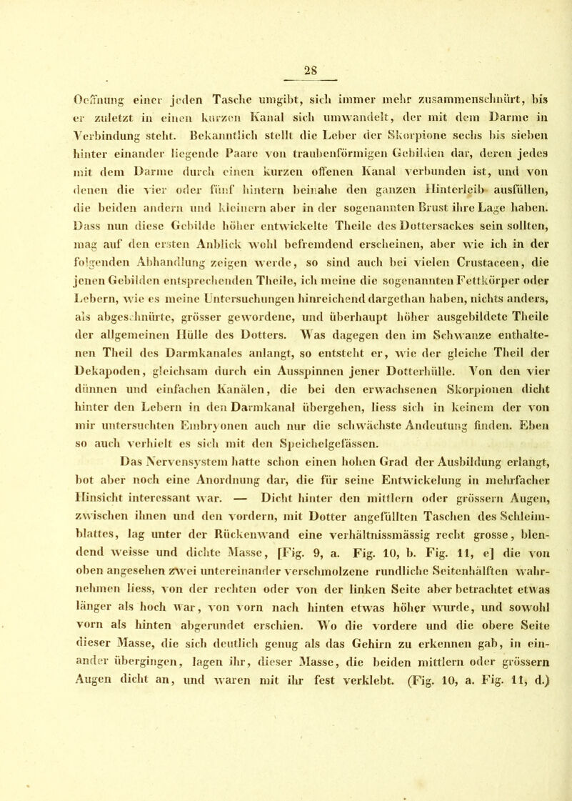 Ocffnung einer jeden Tasche umgibt, sich immer mehr zusammenschnürt, bis er zuletzt in einen kurzen Kanal sich umwandelt, der mit dem Darme in Verbindung steht. Bekanntlich stellt die Leber der Skorpione sechs bis sieben hinter einander liegende Paare von traubenförmigen Gebilden dar, deren jedes mit dem Darme durch einen kurzen offenen Kanal verbunden ist, und von denen die vier oder fünf hintern beinahe den ganzen Hinterleib ausfüllen, die beiden andern und kleinern aber in der sogenannten Brust ihre Lage haben. Dass nun diese Gebilde höher entwickelte Theilc des Dottersackes sein sollten, mag auf den ersten Anblick wold befremdend erscheinen, aber wie ich in der folgenden Abhandlung zeigen werde, so sind auch bei vielen Crustaceen, die jenen Gebilden entsprechenden Tlicile, ich meine die sogenannten Fettkörper oder Lebern, wie es meine Untersuchungen hinreichend dargethan haben, nichts anders, als abges, hnürtc, grösser gewordene, und überhaupt höher ausgebildete Theile der allgemeinen Hülle des Dotters. Was dagegen den im Schwänze enthalte- nen Tlieil des Darmkanalcs anlangt, so entsteht er, wie der gleiche Theil der Dekapoden, gleichsam durch ein Ausspinnen jener Dotterhülle. Von den vier dünnen und einfachen Kanälen, die bei den erwachsenen Skorpionen dicht hinter den Lebern in den Darmkanal übergehen, liess sich in keinem der von mir untersuchten Embryonen auch nur die schwächste Andeutung finden. Eben so auch verhielt es sich mit den Speichelgefässen. Das Nervensystem hatte schon einen hohen Grad der Ausbildung erlangt, bot aber noch eine Anordnung dar, die für seine Entwickelung in mehrfacher Hinsicht interessant war. — Dicht hinter den mittlcrn oder grossem Augen, zwischen ihnen und den vordem, mit Dotter angefüllten Taschen des Schleim- blattes, lag unter der Rückenwand eine verhältnissmässig recht grosse, blen- dend weisse und dichte Masse, [Fig. 9, a. Fig. 10, b. Fig. 11, e] die von oben angesehen zwei untereinander verschmolzene rundliche Seitenhälften wahr- nehmen liess, von der rechten oder von der linken Seite aber betrachtet etwas länger als hoch war, von vorn nach hinten etwas höher wurde, und sowohl vom als hinten abgerundet erschien. Wo die vordere und die obere Seite dieser Masse, die sich deutlich genug als das Gehirn zu erkennen gab, in ein- ander übergingen, lagen ihr, dieser Masse, die beiden mittlern oder grossem Augen dicht an, und waren mit ihr fest verklebt. (Fig. 10, a. Fig. lt, d.)