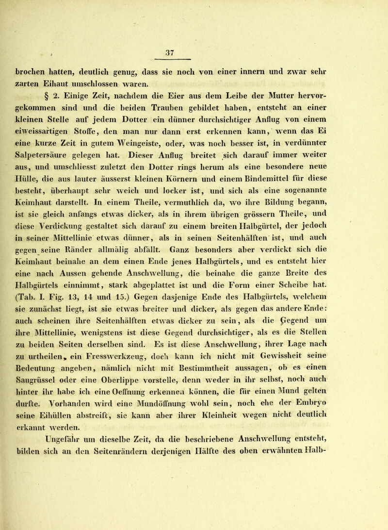 brochen hatten, deutlieh genug, dass sie noch von einer innern und zwar sehr zarten Eihaut umschlossen waren. § 2. Einige Zeit, nachdem die Eier aus dem Leibe der Mutter hervor- gekommen sind und die beiden Trauben gebildet haben, entsteht an einer kleinen Stelle auf jedem Dotter ein dünner durchsichtiger Anflug von einem eiweissartigen Stoffe, den man nur dann erst erkennen kann, wenn das Ei eine kurze Zeit in gutem Weingeiste, oder, was noch besser ist, in verdünnter Salpetersäure gelegen hat. Dieser Anflug breitet sich darauf immer weiter aus, und umscliliesst zuletzt den Dotter rings herum als eine besondere neue Hülle, die aus lauter äusserst kleinen Körnern und einem Bindemittel für diese besteht, überhaupt sehr weich und locker ist, und sich als eine sogenannte Keimhaut darstellt. In einem Theile, vennuthlich da, wo ihre Bildung begann, ist sie gleich anfangs etwas dicker, als in ihrem übrigen grossem Theile, und diese Verdickung gestaltet sich darauf zu einem breiten Halbgürtel, der jedoch in seiner Mittellinie etwas dünner, als in seinen Seitenhälften ist, und auch gegen seine Ränder allmälig abfällt. Ganz besonders aber verdickt sich die Keimhaut beinahe an dem einen Ende jenes Halbgürtels, und es entsteht hier eine nach Aussen gehende Anschwellung, die beinahe die ganze Breite des Halbgürtels einnimmt, stark abgeplattet ist und die Form einer Scheibe hat. (Tab. I. Fig. 13, 14 und 15.) Gegen dasjenige Ende des Halbgürtels, welchem sie zunächst liegt, ist sie etw as breiter und dicker, als gegen das andere Ende: auch scheinen ihre Seitenhälften etwas dicker zu sein, als die fegend um ihre Mittellinie, wenigstens ist diese Gegend durchsichtiger, als es die Stellen zu beiden Seiten derselben sind. Es ist diese Anschwellung, ihrer Lage nach zu urtheilen* ein Fresswerkzeug, doch kann ich nicht mit Gewissheit seine Bedeutung angeben, nämlich nicht mit Bestimmtheit aussagen, ob es einen Säugrüssel oder eine Oberlippe vorstelle, denn wreder in ihr selbst, noch auch hinter ihr habe ich eine Oeffnung erkennen können, die für einen Mund gelten durfte. Vorhanden wird eine Mimdöffnung wohl sein, noch ehe der Embryo seine Eihüllen abstreift, sie kann aber ihrer Kleinheit wegen nicht deutlich erkannt werden. Ungefähr um dieselbe Zeit, da die beschriebene Anschwellung entsteht, bilden sich an den Seitenrändern derjenigen Hälfte des oben erw ähnten Halb-