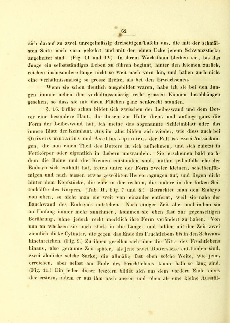 sich darauf zu zwei unregelmässig dreiseitigen Tafeln aus, die mit der schmäl- sten Seite nach vorn gekehrt und mit der einen Ecke jenem Schwanzstücke angeheftet sind. (Fig. 11 und 12.) In ihrem Wachsthum bleiben sie, bis das Junge ein selbstständiges Leben zu führen beginnt, hinter den Kiemen zurück, reichen insbesondere lange nicht so Weit nach vorn hin, und haben auch nicht eine verhältnissmässig so grosse Breite, als bei den Erwachsenen. Wenn sie schon deutlich ausgebildet waren, habe ich sie bei den Jun- gen immer neben den verhältnissmässig recht grossen Kiemen herabhängen gesehen, so dass sie mit ihren Flächen ganz senkrecht standen. §. 16. Frühe schon bildet sich zwischen der Leibeswand und dem Dot- ter eine besondere Haut, die diesem zur Hülle dient, und anfangs ganz die Form der Leibeswand hat, ich meine das sogenannte Schleimblatt oder das innere Blatt der Keimhaut. Aus ihr aber bilden sich wieder, wie diess auch bei Oniscus murarius und Asel lus aquaticus der Fall ist, zwei Aussackun- gen, die nun einen Theil des Dotters in sich aufnehmen, und sich zuletzt in Fettkörper oder eigentlich in Lebern um wandeln. Sic erscheinen bald nach- dem die Beine und die Kiemen entstanden sind, mithin jedenfalls ehe der Embryo sich enthüllt hat, treten unter der Form zweier kleinen, scheibenför- migen und nach aussen etwas gewölbten Hervorragungen auf, und liegen dicht liinter dem Kopfstücke, die eine in der rechten, die andere in der linken Sei- tenhälfte des Körpers. (Tab. II., Fig. 7 und 8.) Betrachtet man den Embryo von oben, so sieht man sie weit von einander entfernt, weil sie nahe der Bauchwand des Embryo’s entstehen. Nach einiger Zeit aber und indem sie an Umfang immer mehr zunehmen, kommen sie oben fast zur gegenseitigen Berührung, ohne jedoch recht merklich ihre Form verändert zu haben. Von nun an wachsen sie auch stark in die Länge, und bilden mit der Zeit zwei ziemlich dicke Cylinder, die gegen das Ende des Fruchtlebens bis in den Schwanz hineinreichen. (Fig. 9.) Zu ihnen gesellen sich über die Mitte des Fruchtlebens hinaus, also geraume Zeit später, als jene zwei Dottersäckc entstanden sind, zwei ähnliche selche Säcke, die allmälig fast eben solche Weite, wie jene, erreichen, aber selbst am Ende des Fruchtlebens kaum halb so lang sind. (Fig. 11.) Ein jeder dieser letztem bildet sich aus dem vordem Ende eines der erstem, indem er aus ihm nach aussen und oben als eine kleine Ausstül-